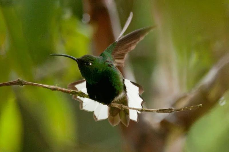 colibri.jpg