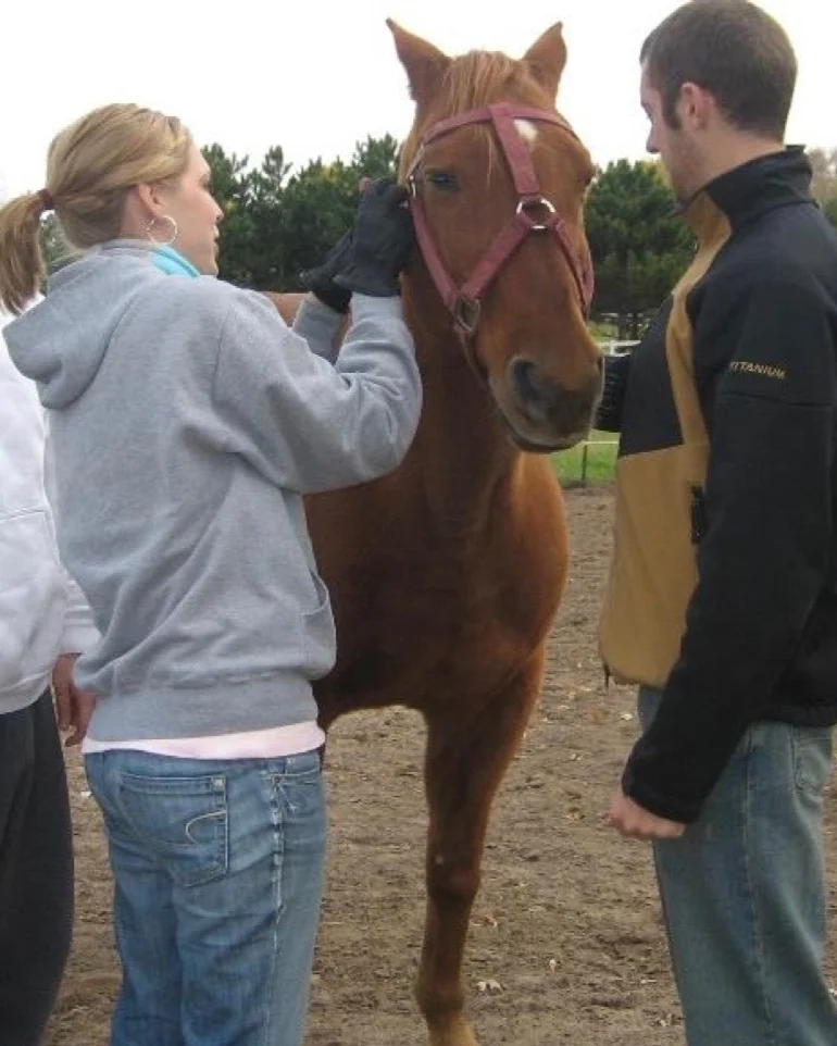 halter_equine_learning.jpg