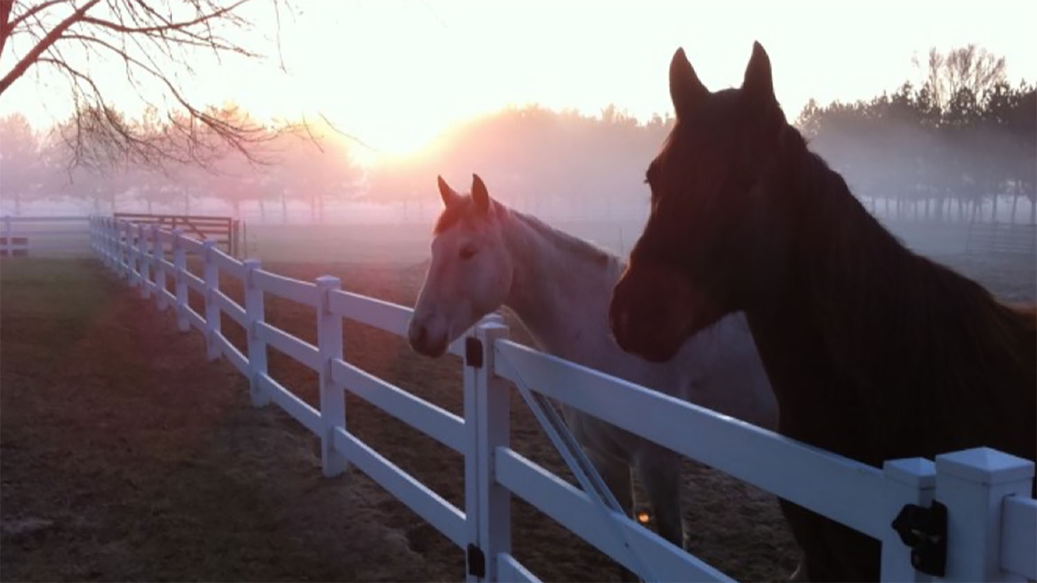horses-fence-sunrise-cross-p-ranch.jpg
