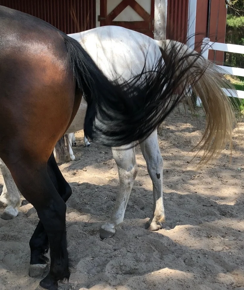 tail swish.jpg