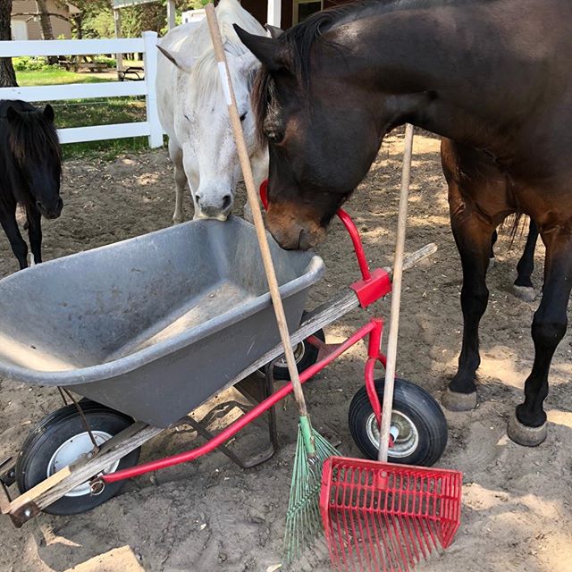 Check out my latest blog &ldquo;Poop Power&rdquo; at www.horsepoweredreading.com #HPR BLOG  #Productive struggle  #positive attitude