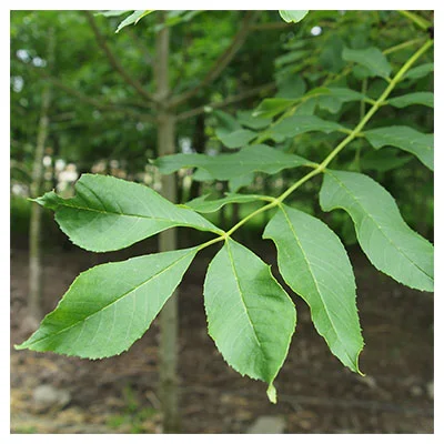 Ash Leaf