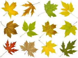 Types of Maple Leaves