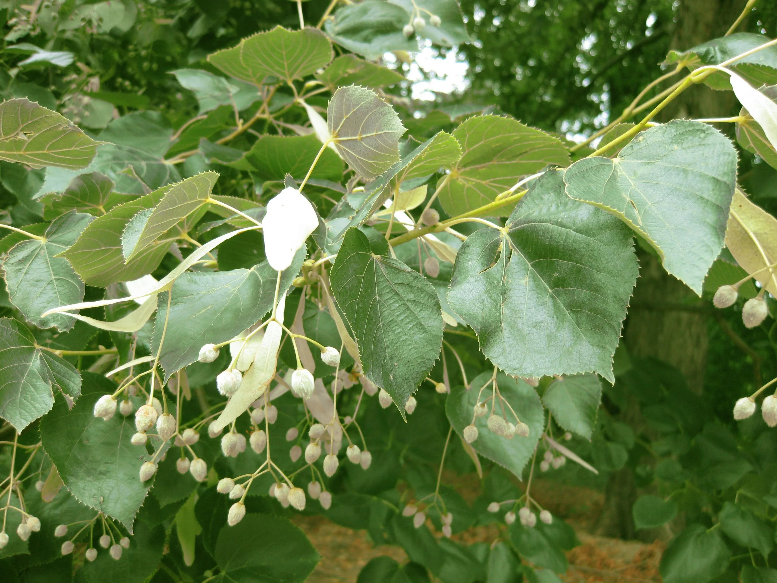 Linden (flowering)