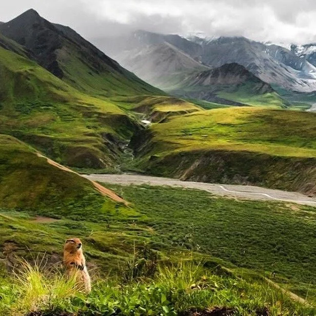 Denali National Park is Dena'ina, Tanana, Koyukon, Ahtna, and Upper Kuskokwiim Land