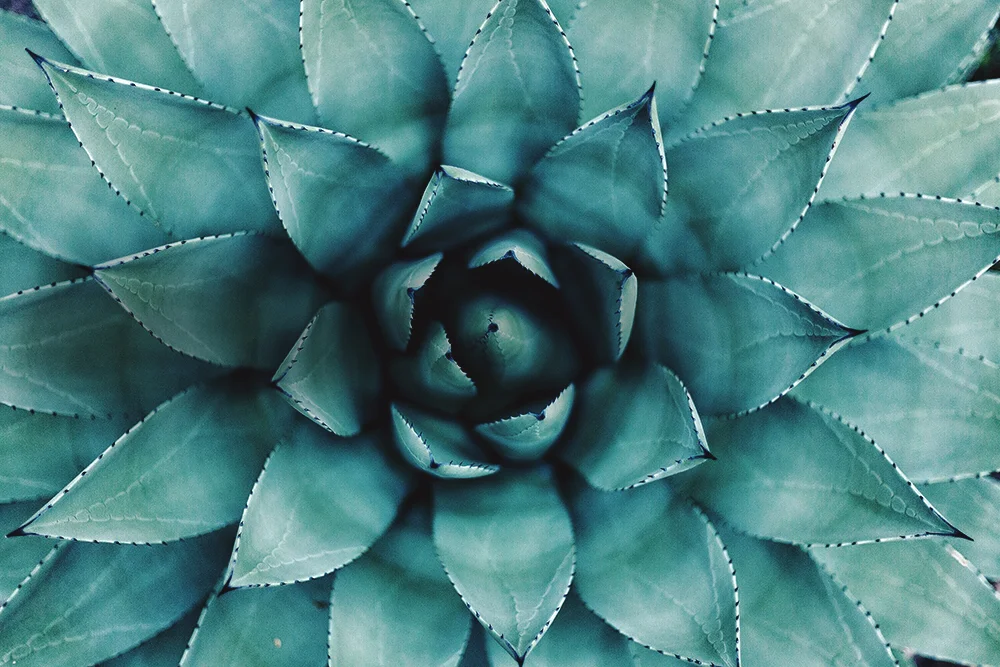 agave.jpg
