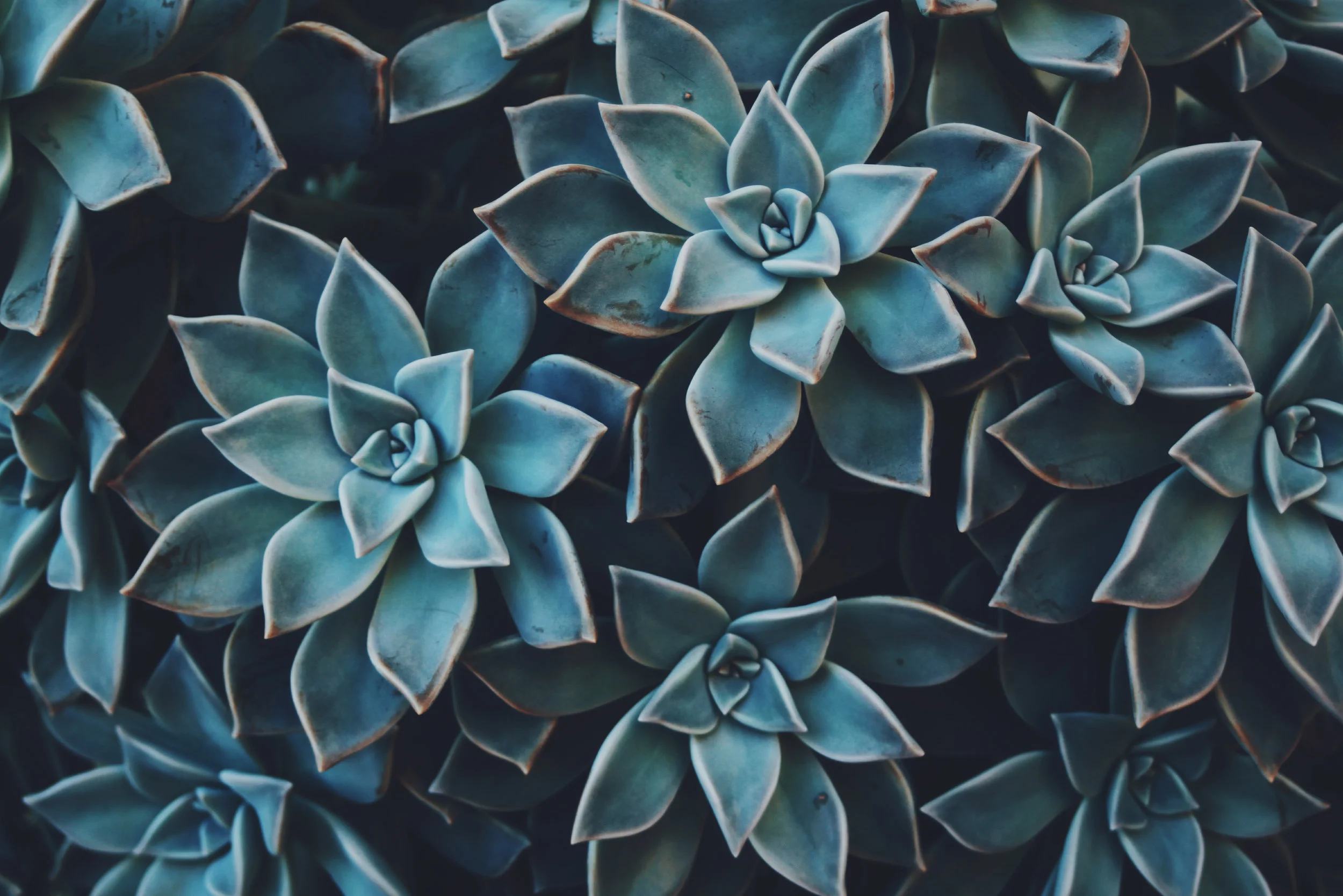 succulents_blueish.jpg