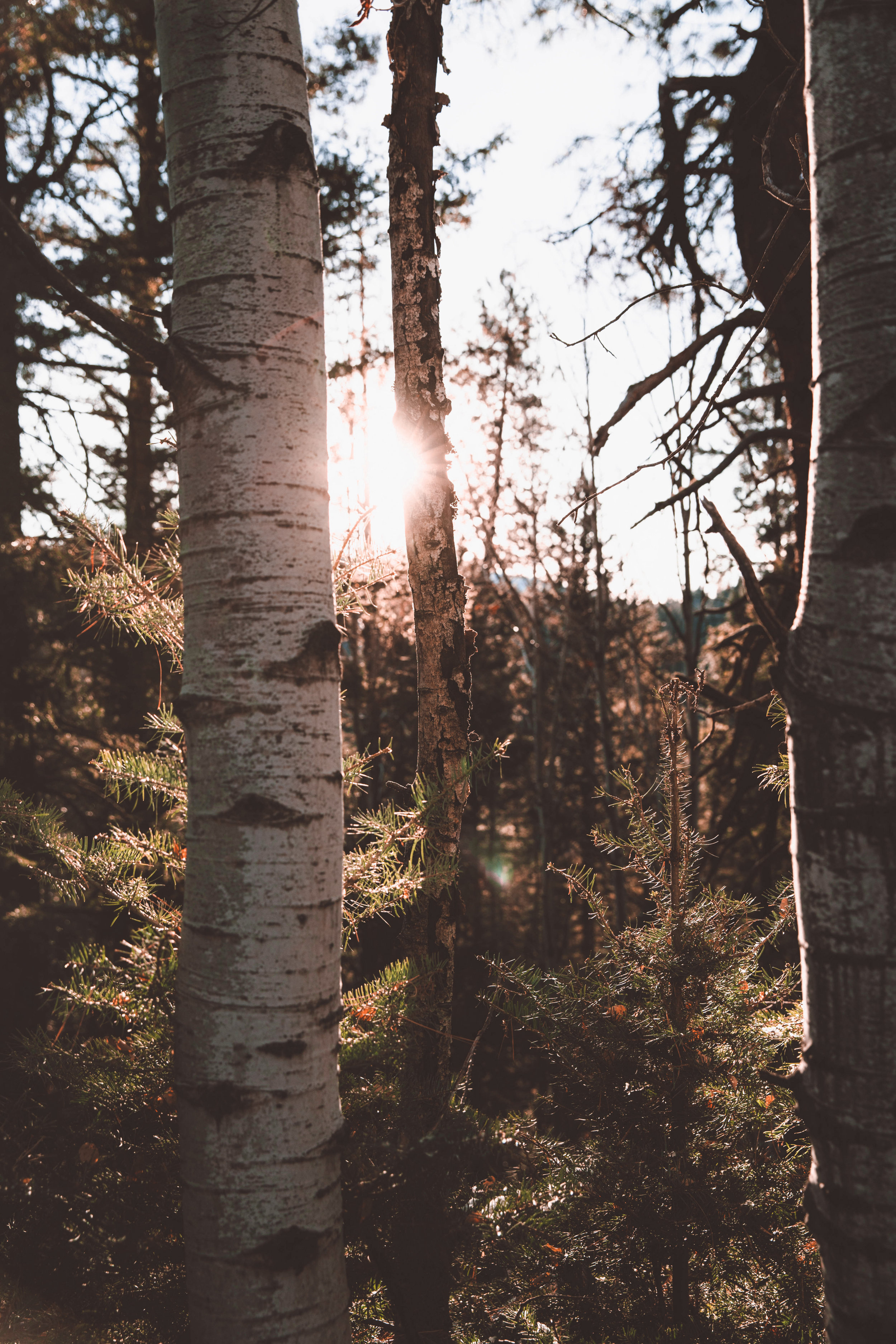 aspen-trees-aspens-bark-922376.jpg
