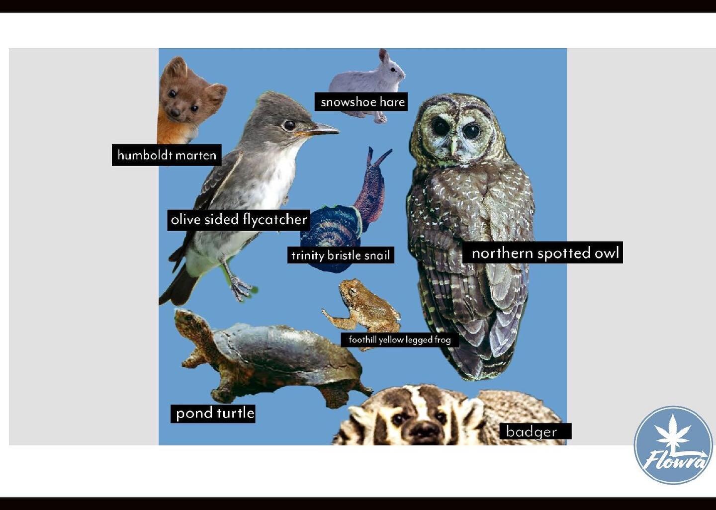 This winter get to know the animals around you. Trinity County now requires all cannabis cultivation licensees to have a &ldquo;biological reconnaissance survey&rdquo; conducted by a qualified biolgist. This survey includes assessing your site for se