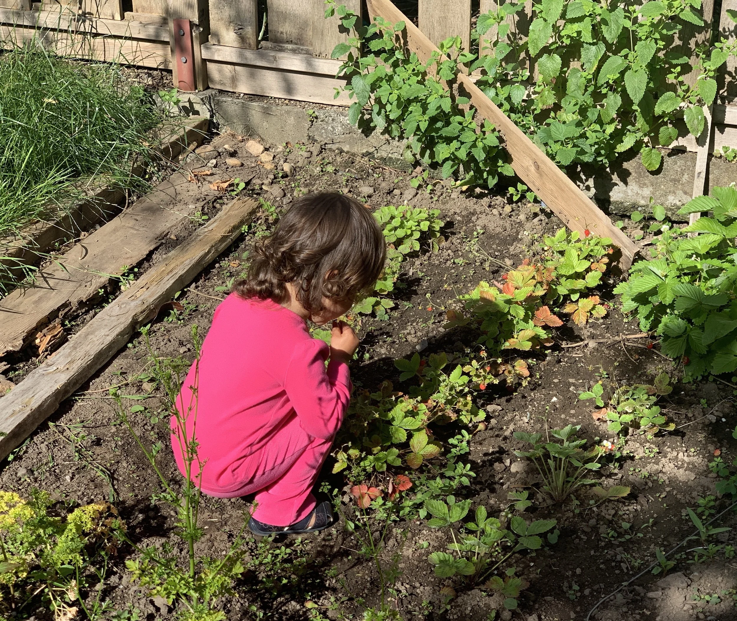 Connecting plants and seasons… Strawberries and summer.