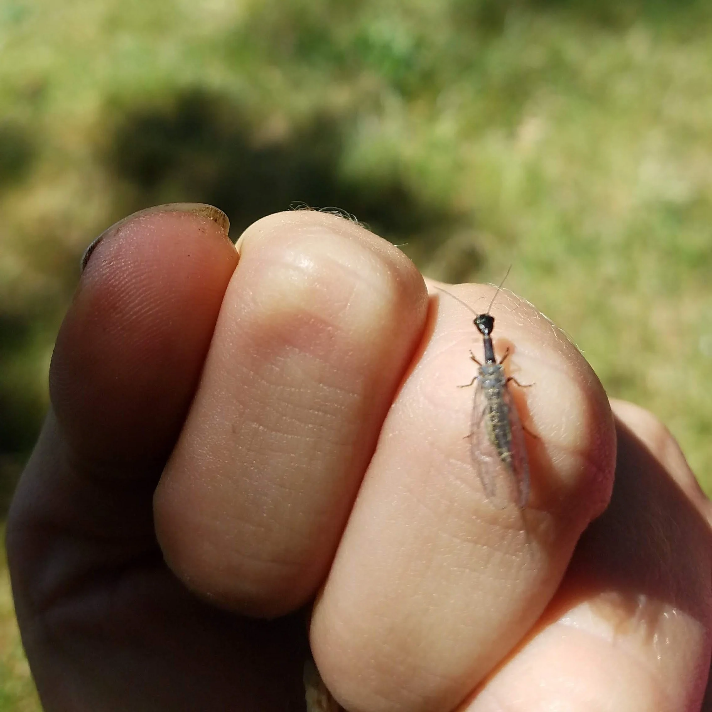 Teaching them to be curious about and respectful toward, and not afraid of, insects.