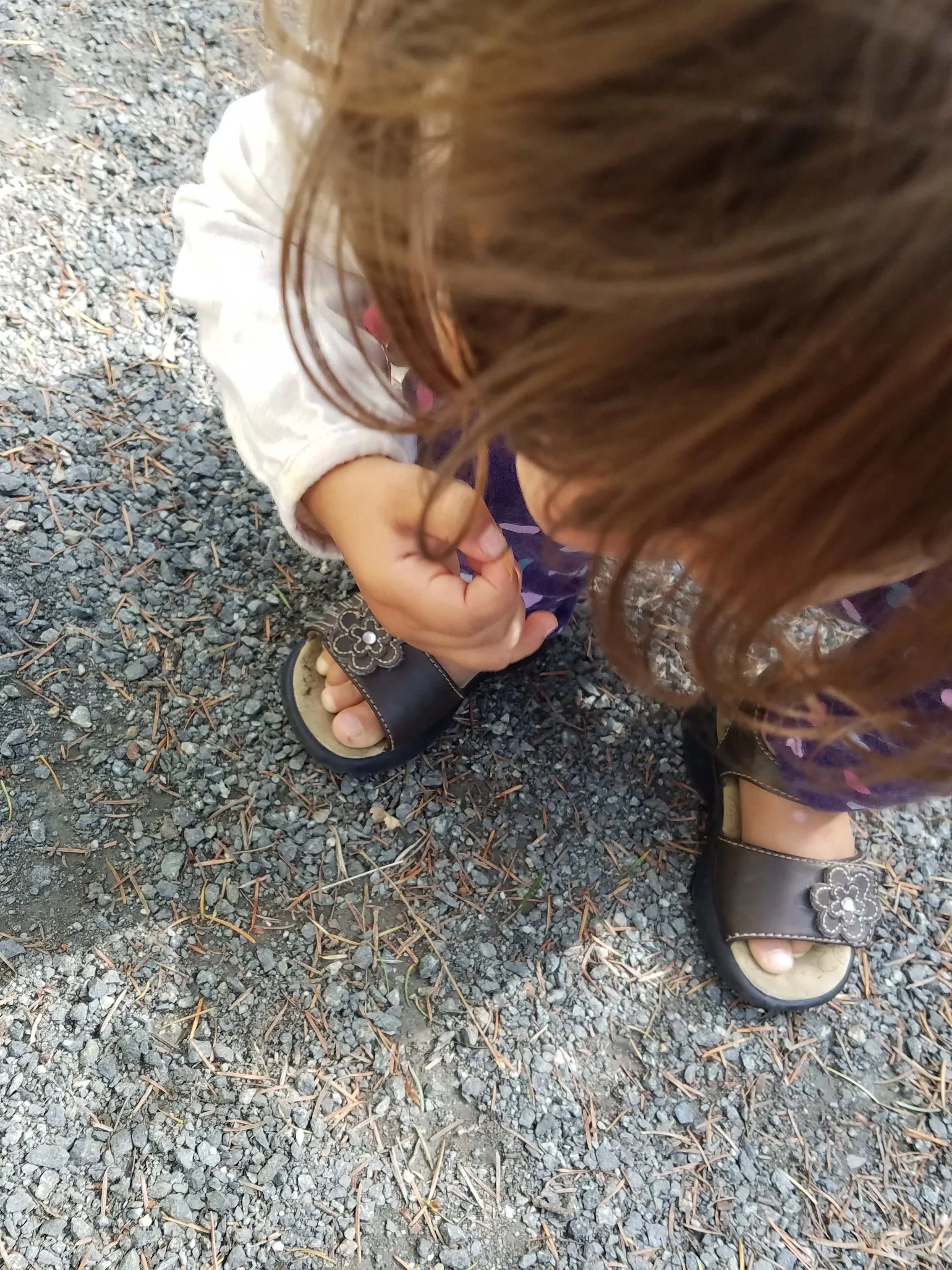 Examining fir needles and ants on the gravel sidewalk!