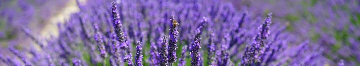 lavender_field_flowers_purple.jpg