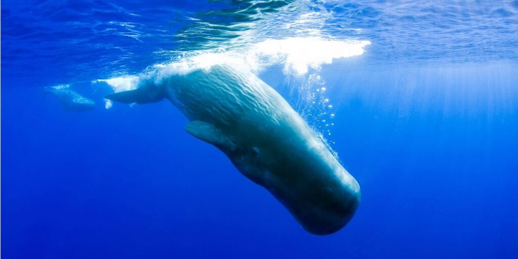 Solstice Depth: Guidance from Mile Deep Diving Whales
