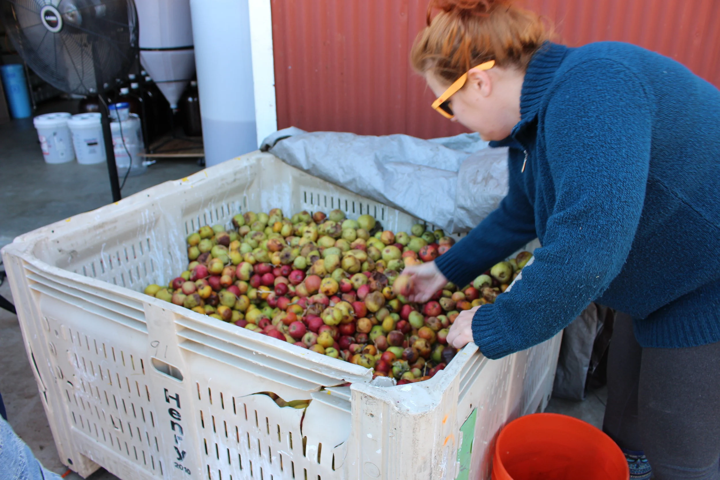 SD CRAFT CIDER - PRESSING DAY 2018