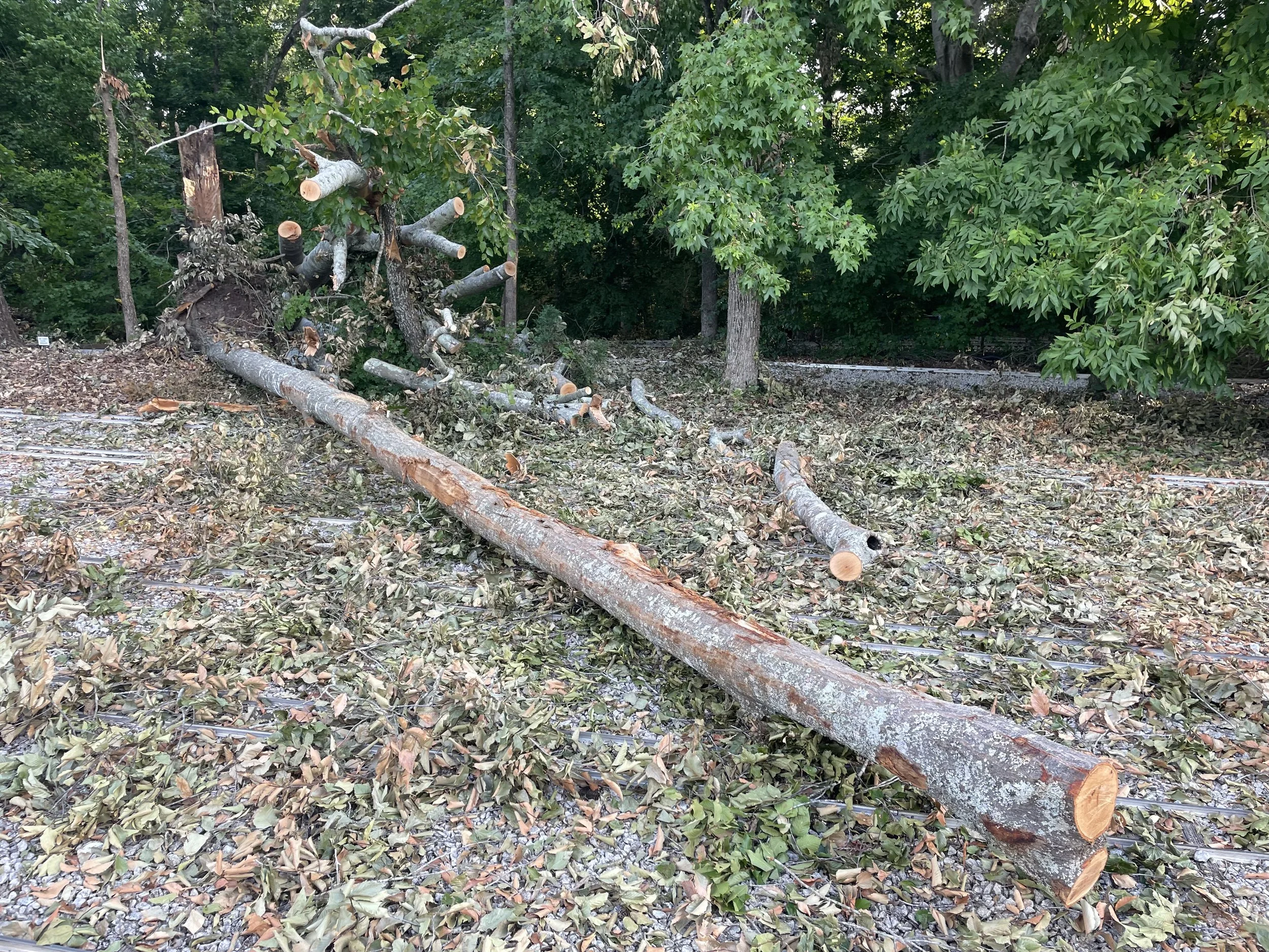 🚂 Storm Cleanup Update – More Great Progress! 🌳