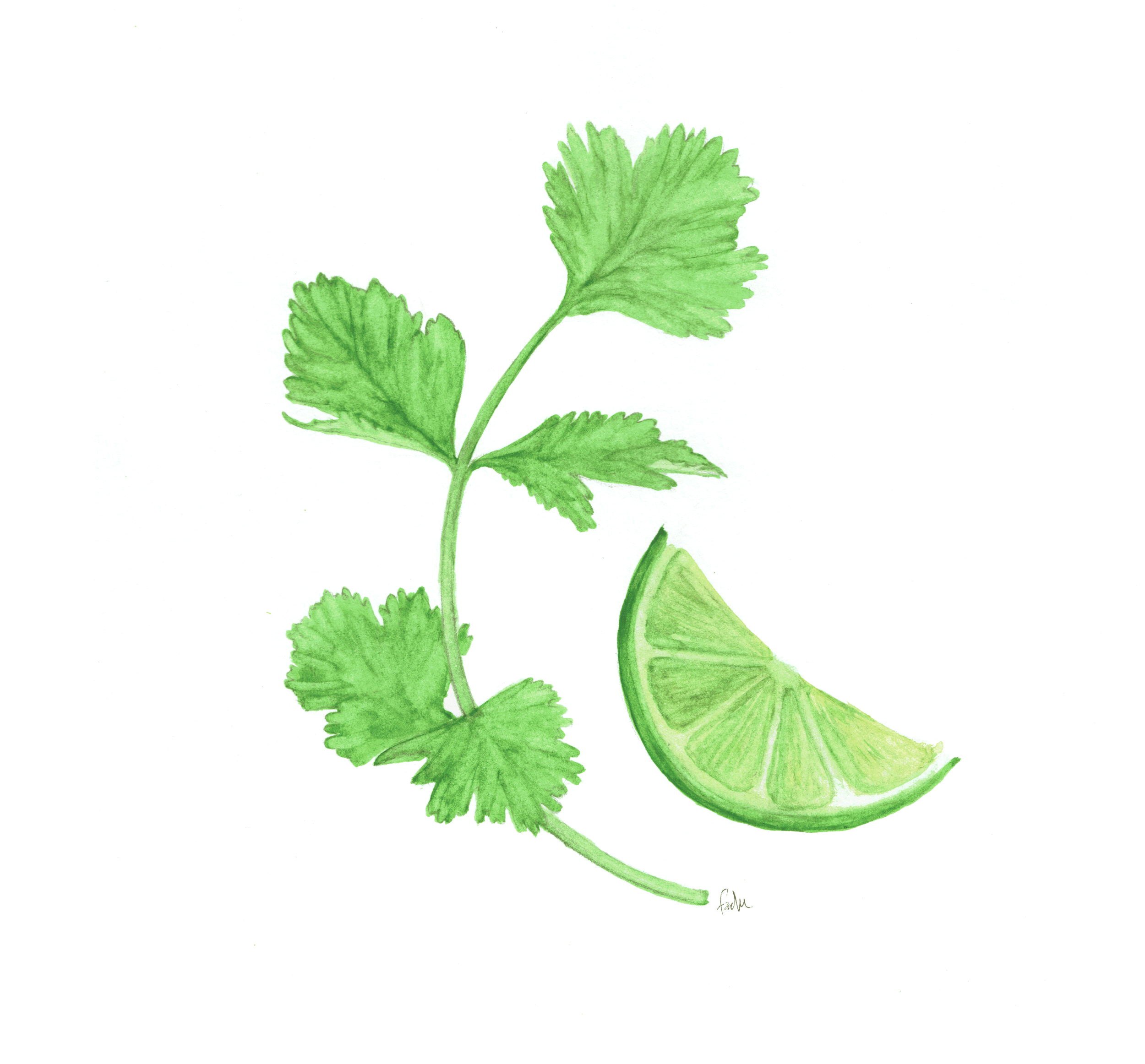 limecilantroWEB.gif