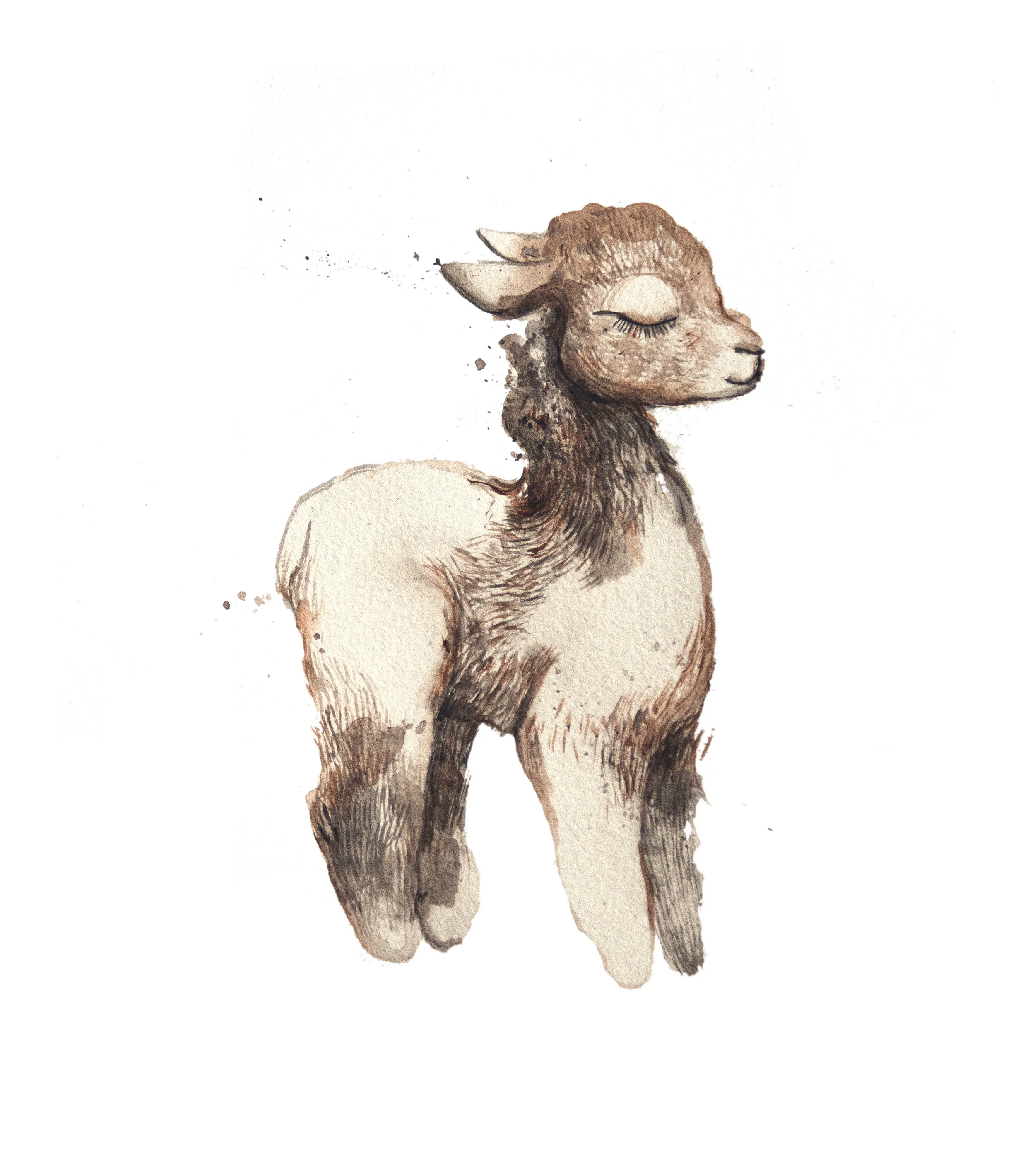 alpaca.jpg
