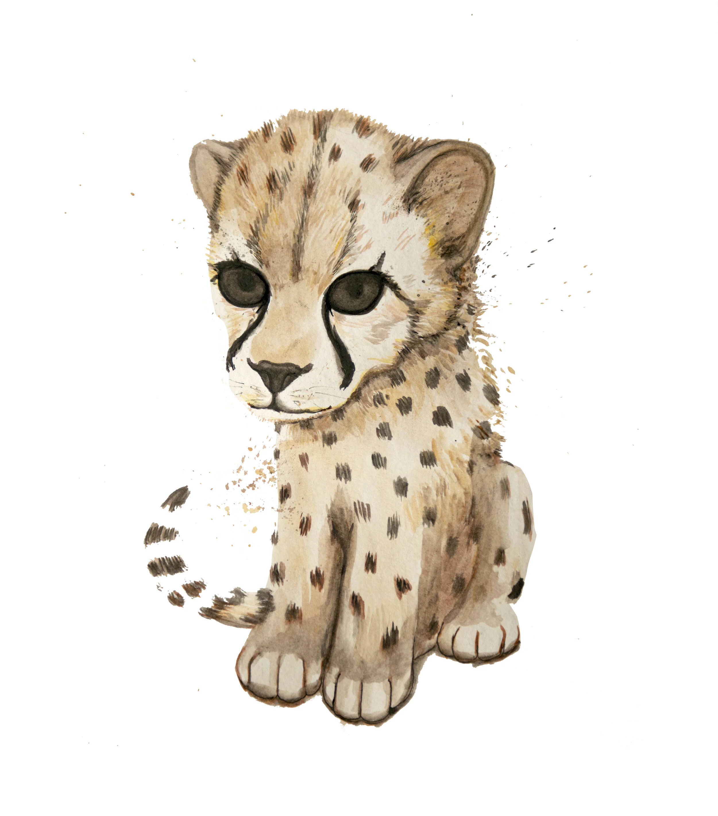 cheetah.jpg