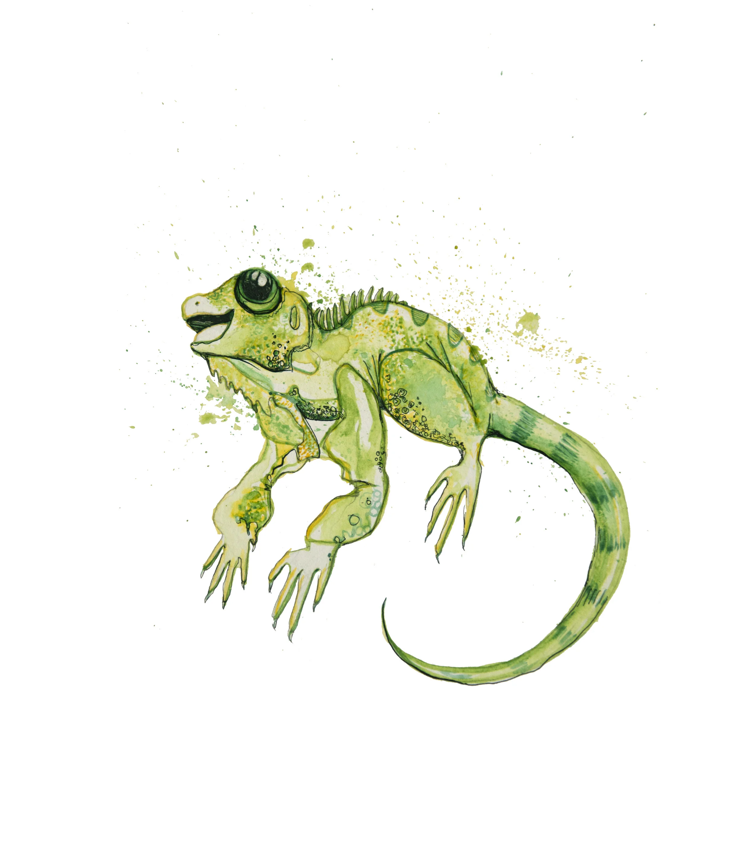 iguana.jpg