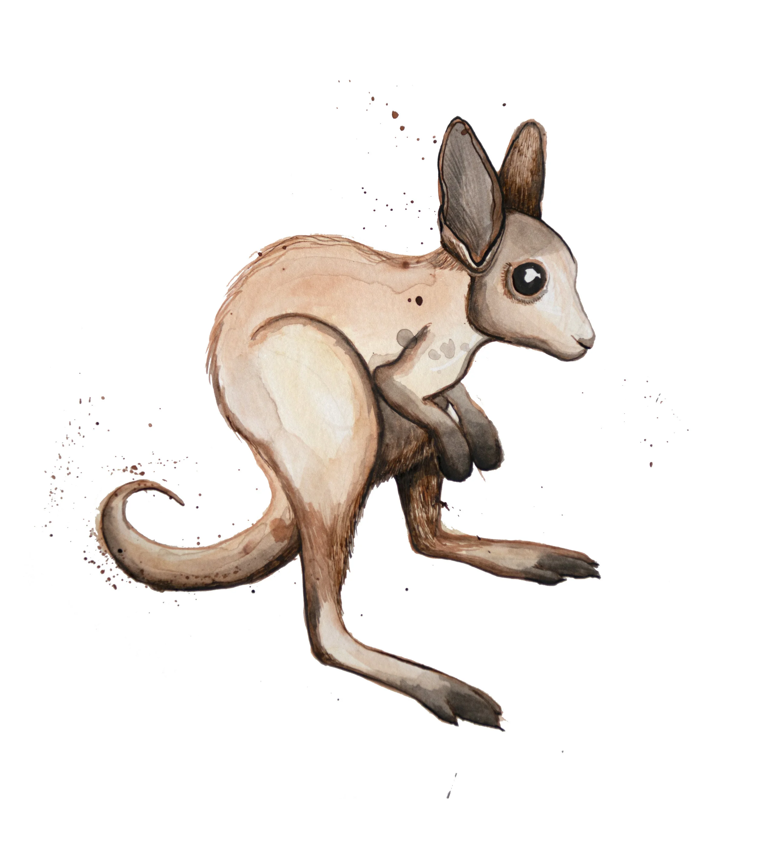kangaroo.jpg