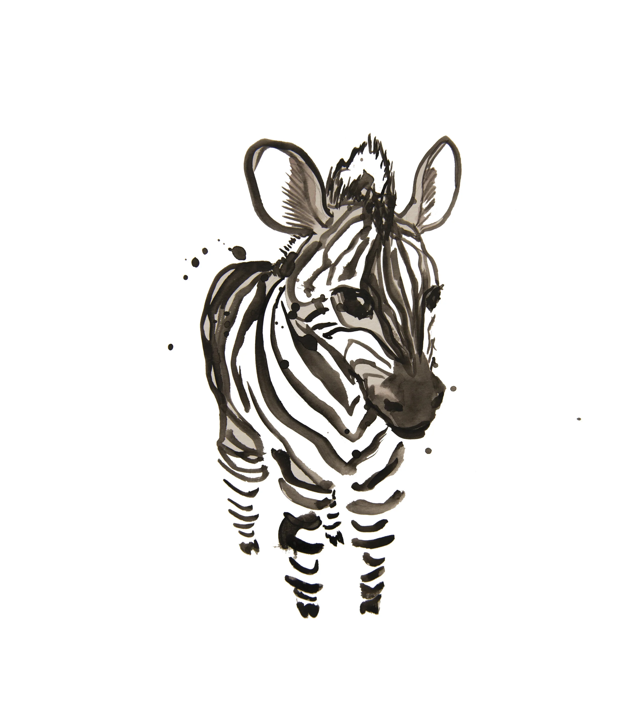 zebra.jpg