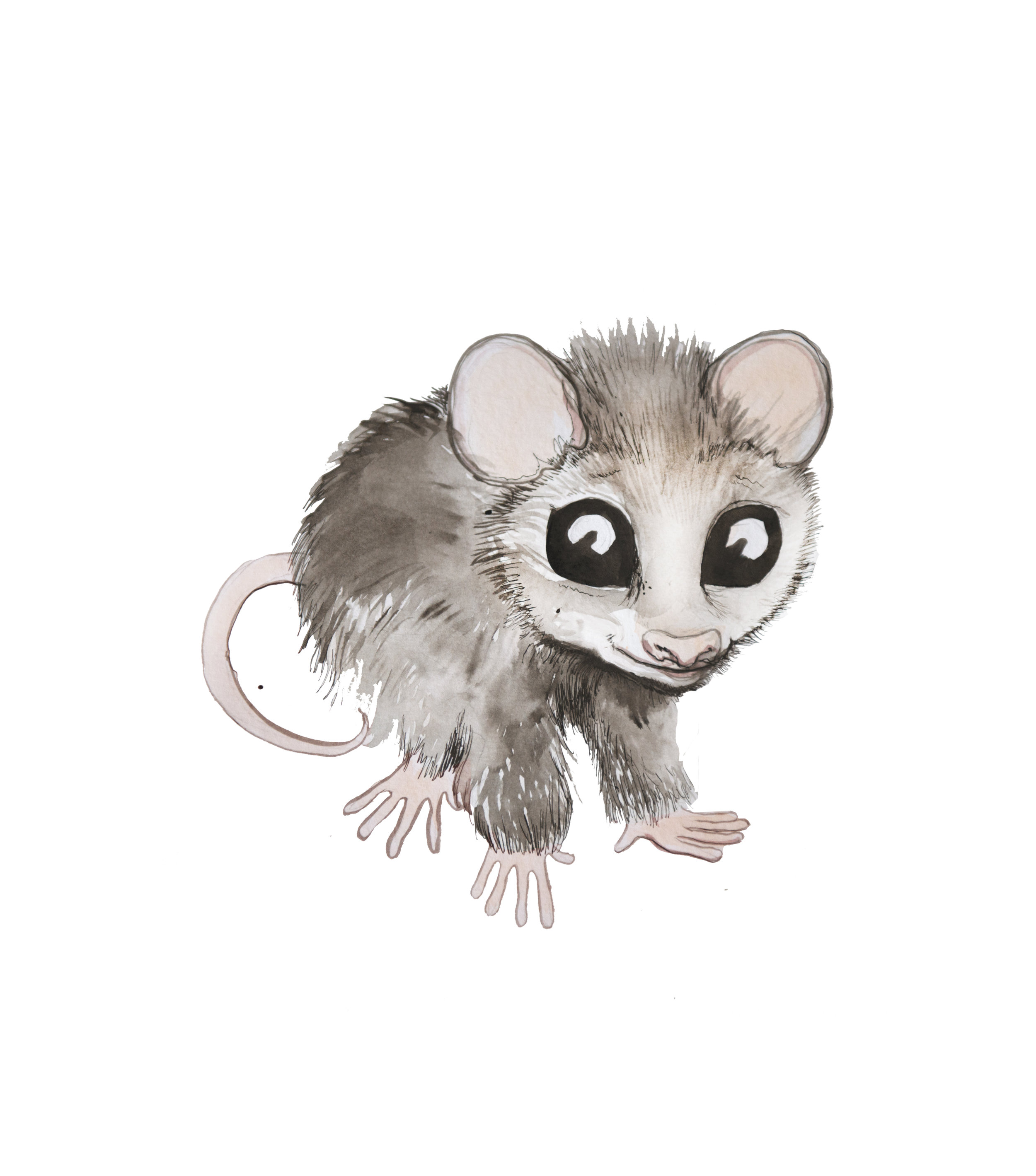 opossum.jpg