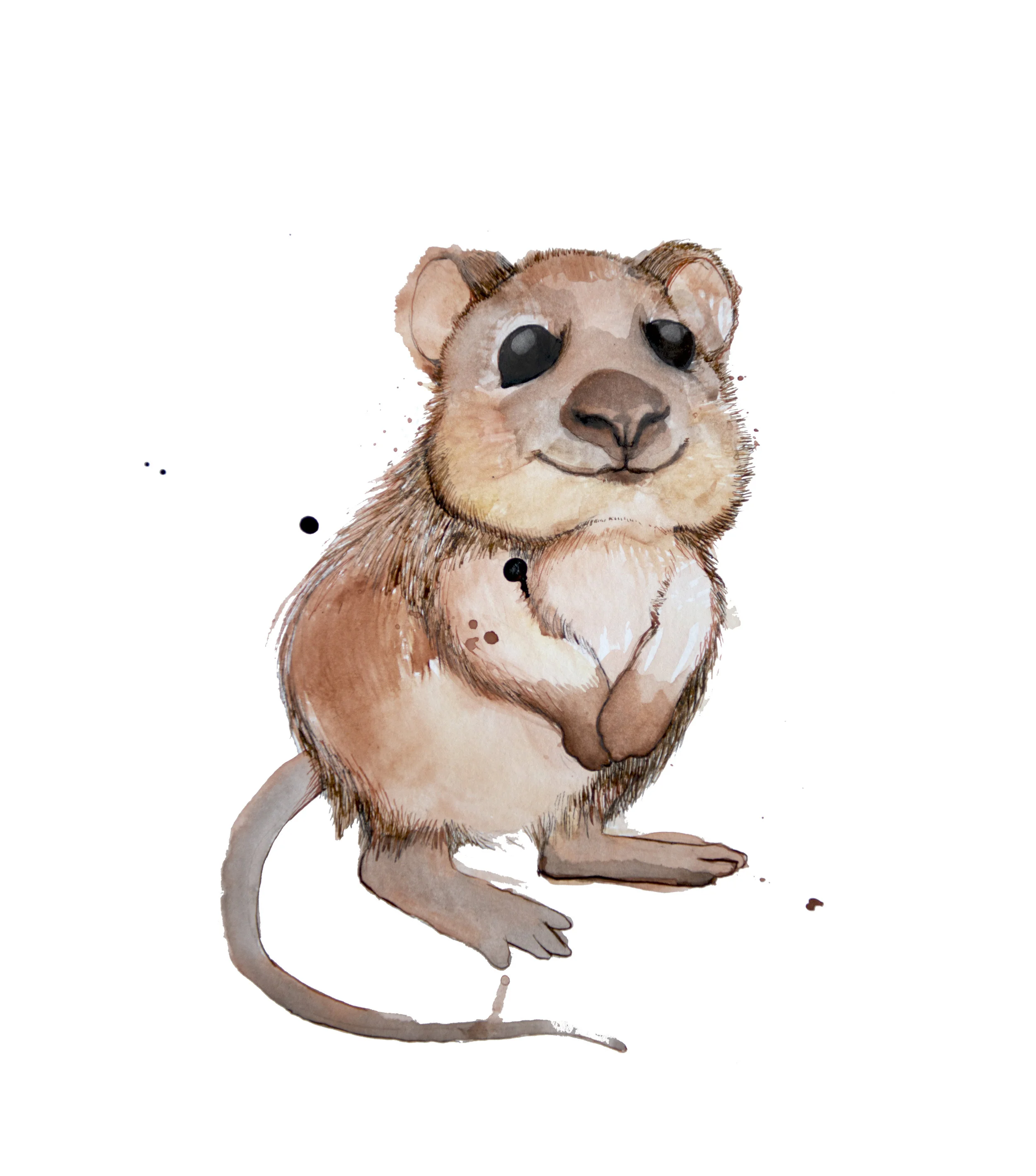 quokka.jpg