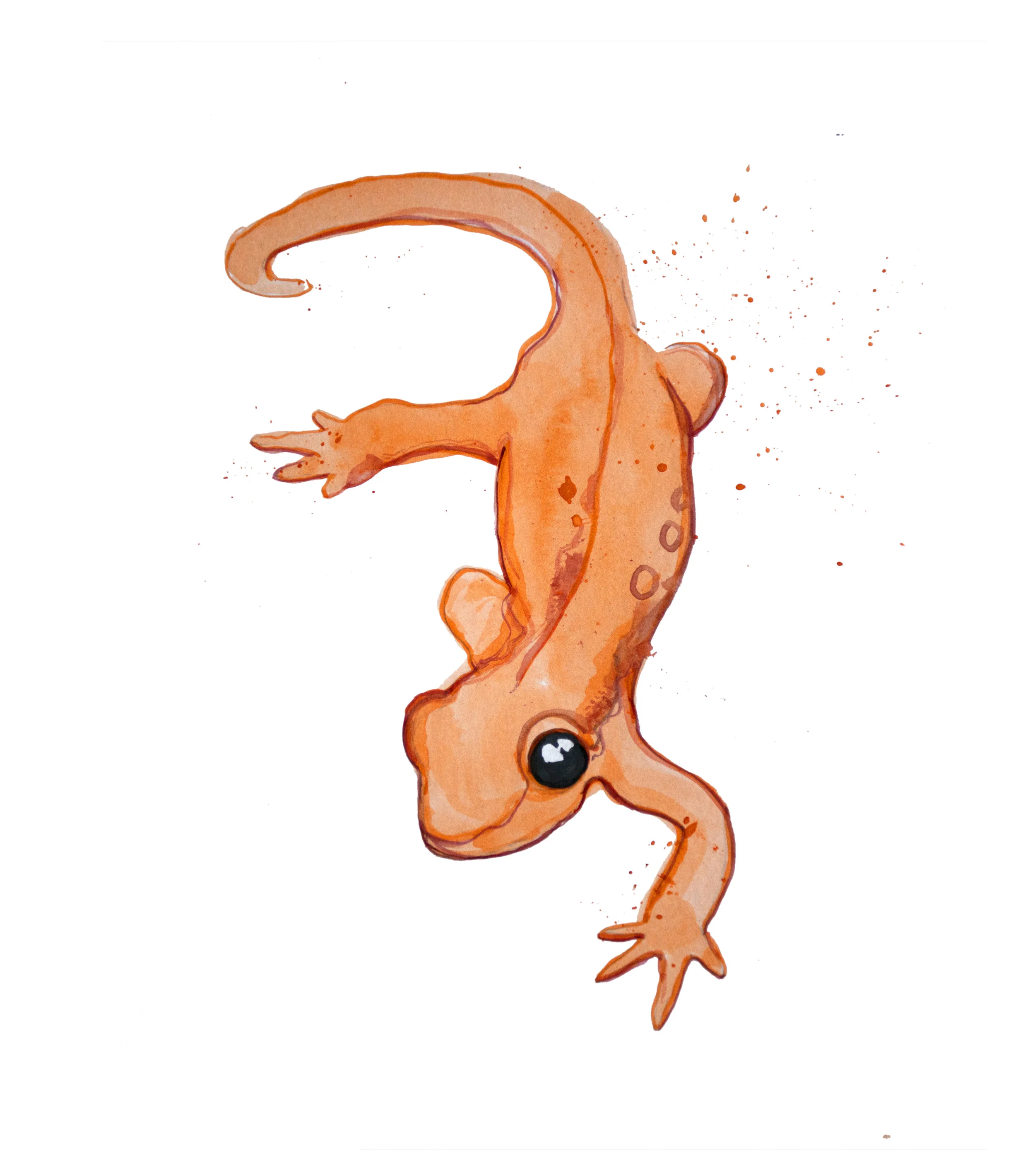 newt.jpg