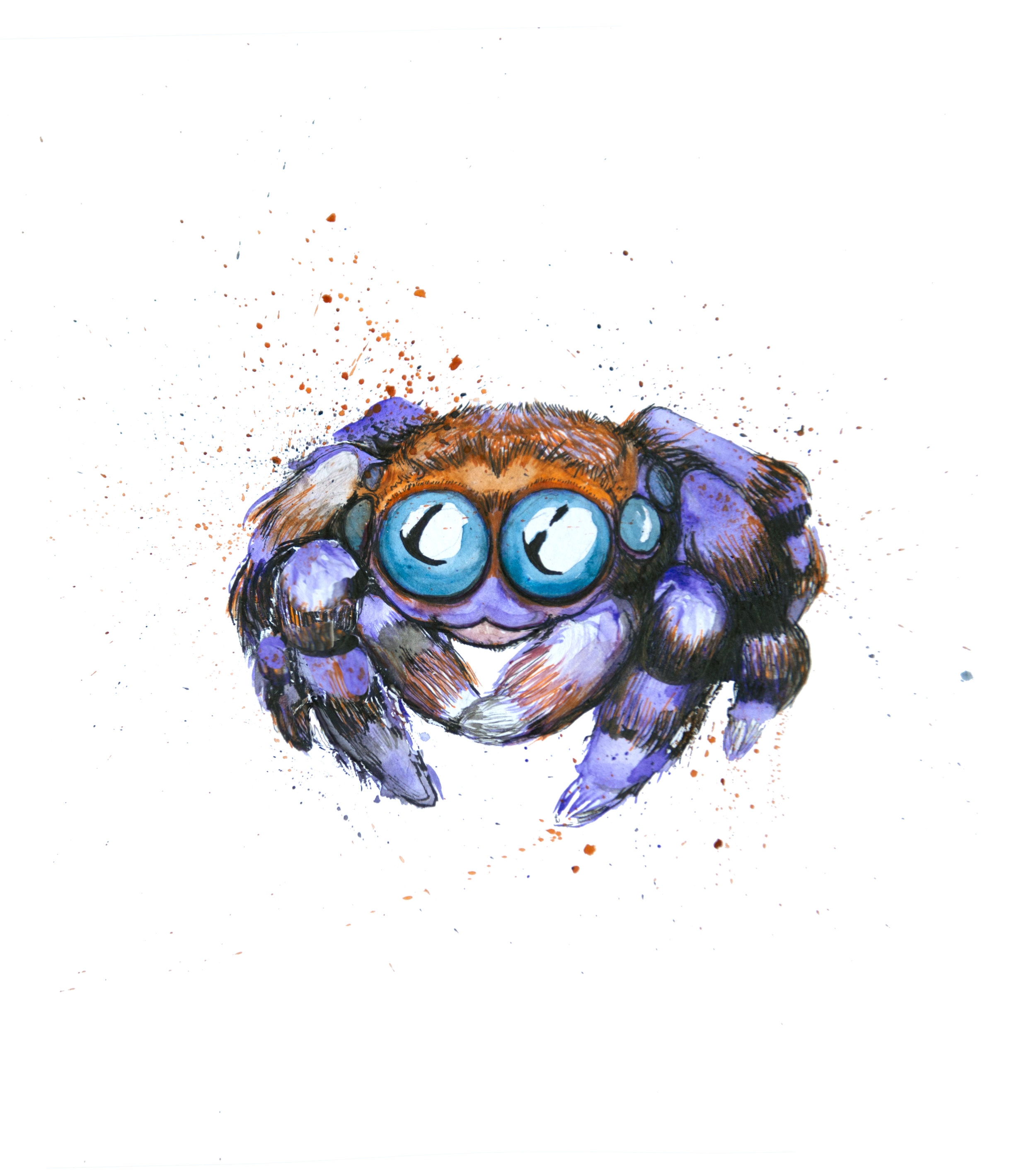 jumping spider.jpg