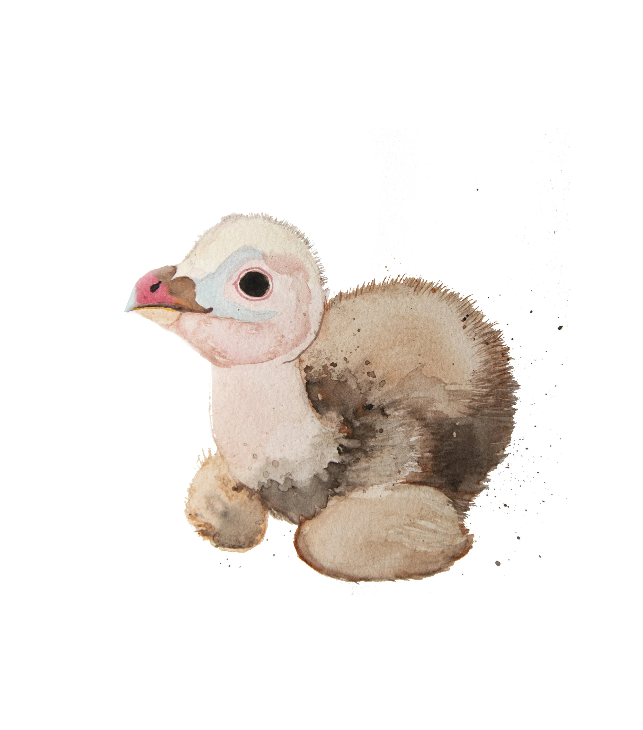 vulture.jpg