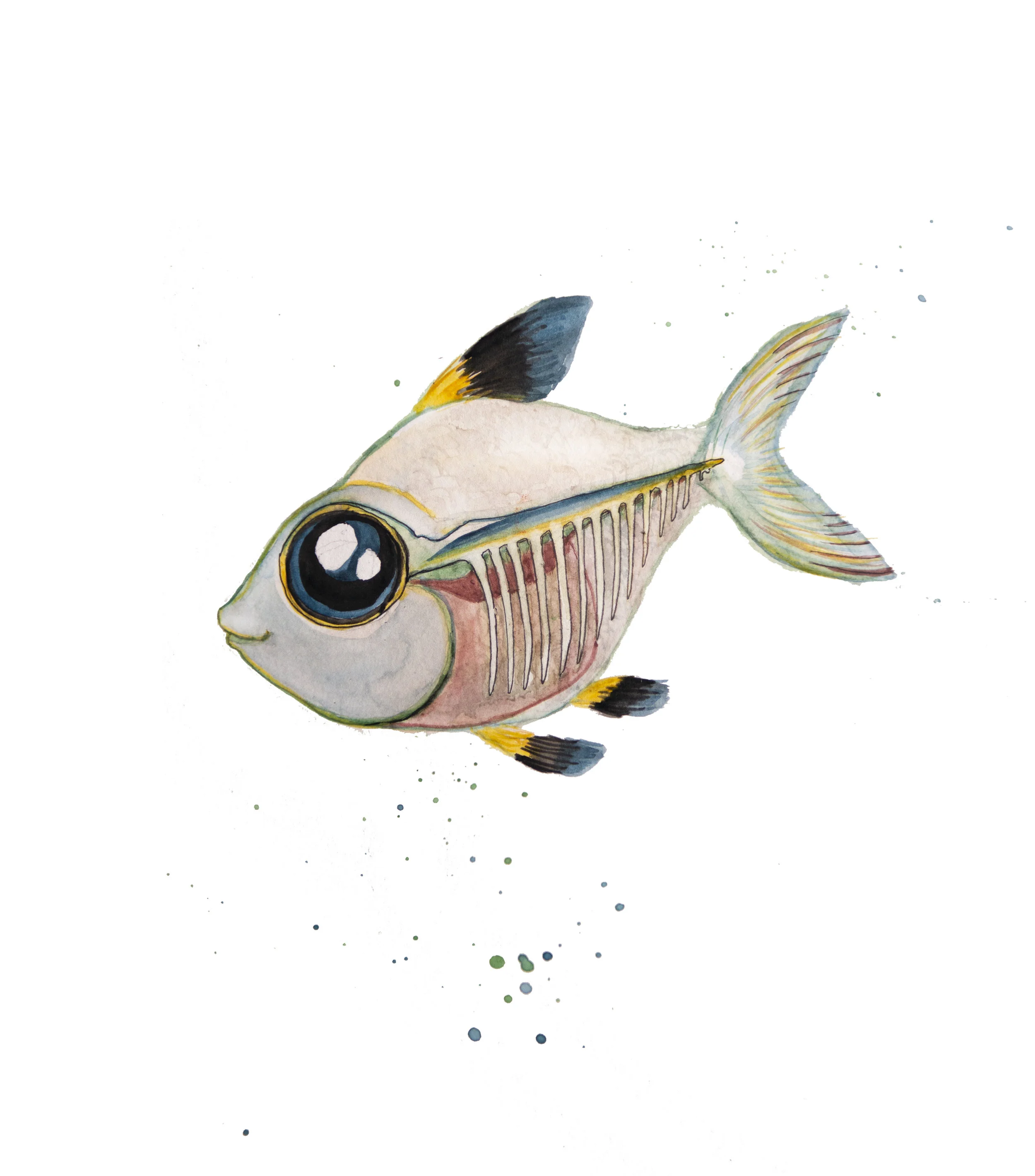 xray tetra.jpg