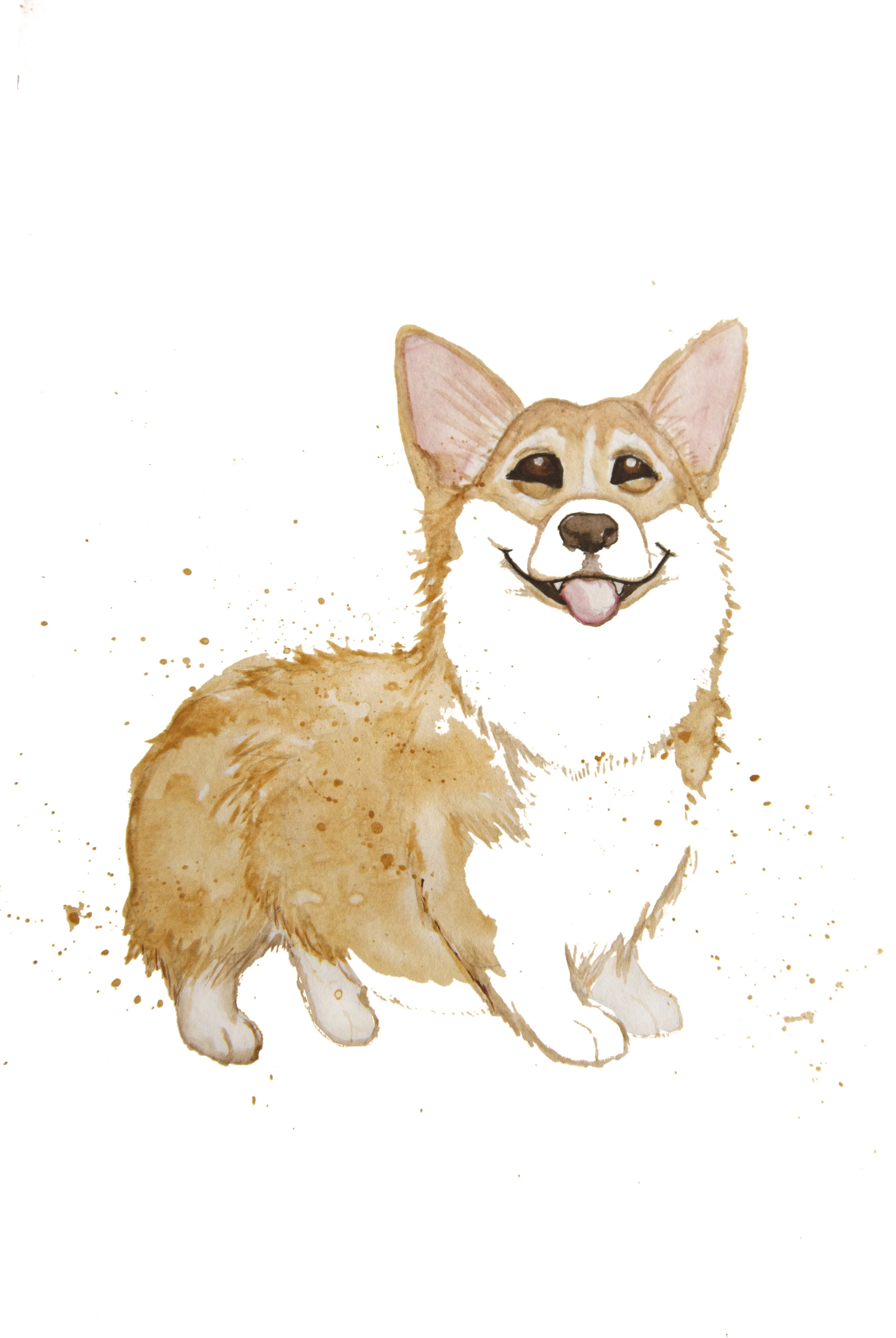 corgi.jpg