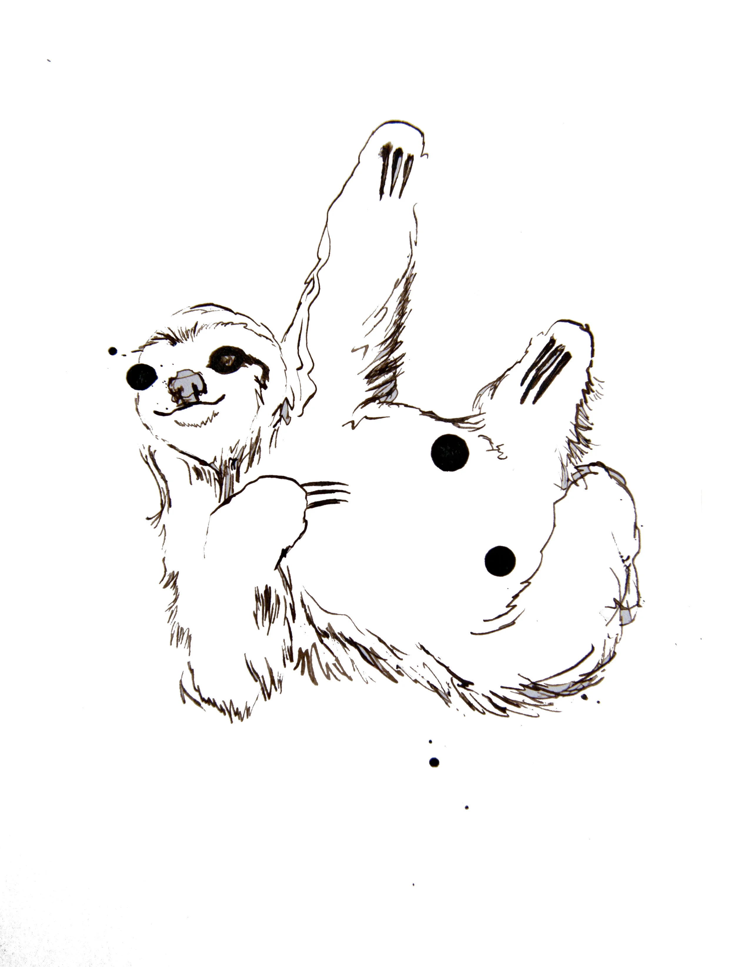sloth.jpg