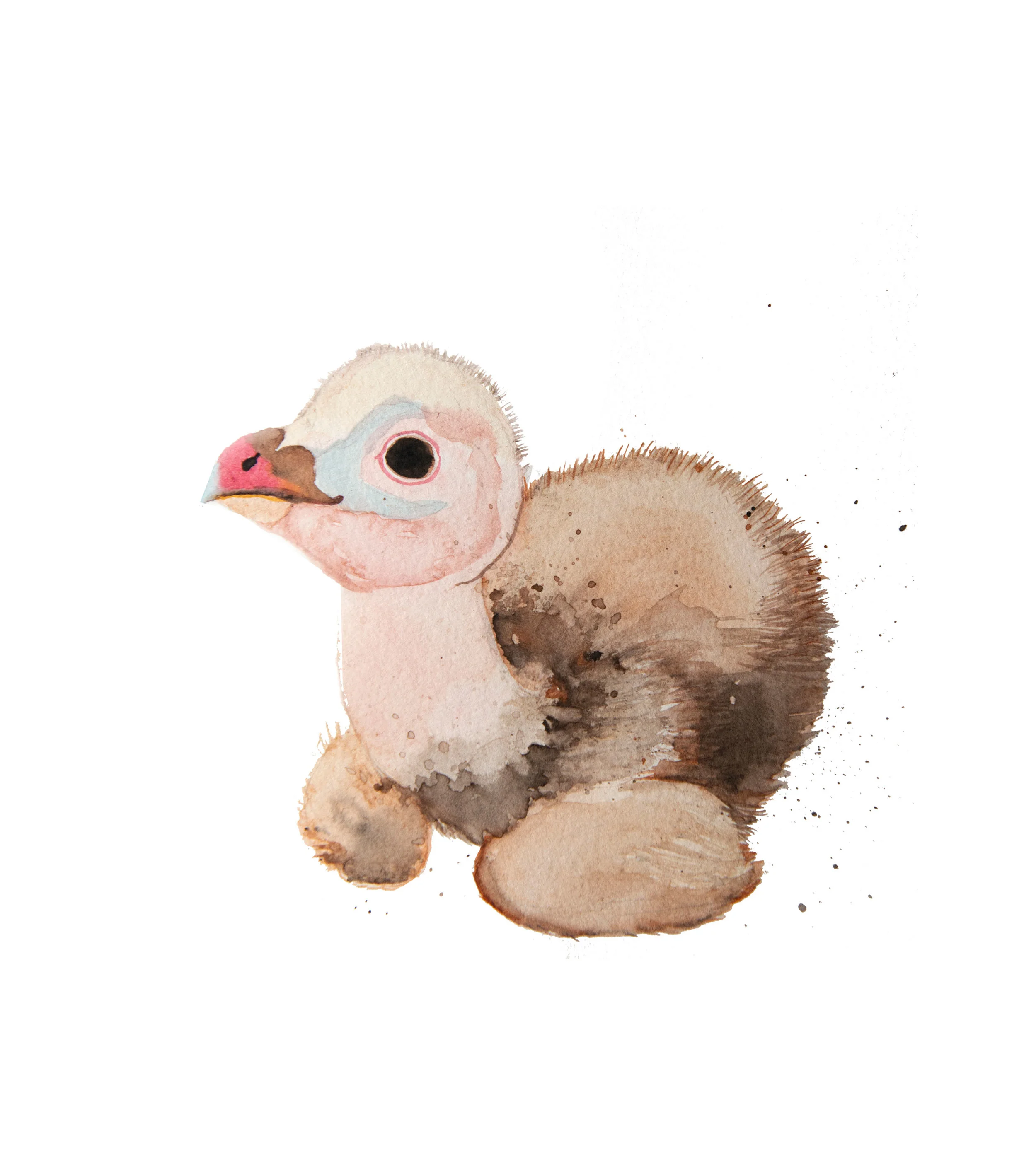 vulture.jpg
