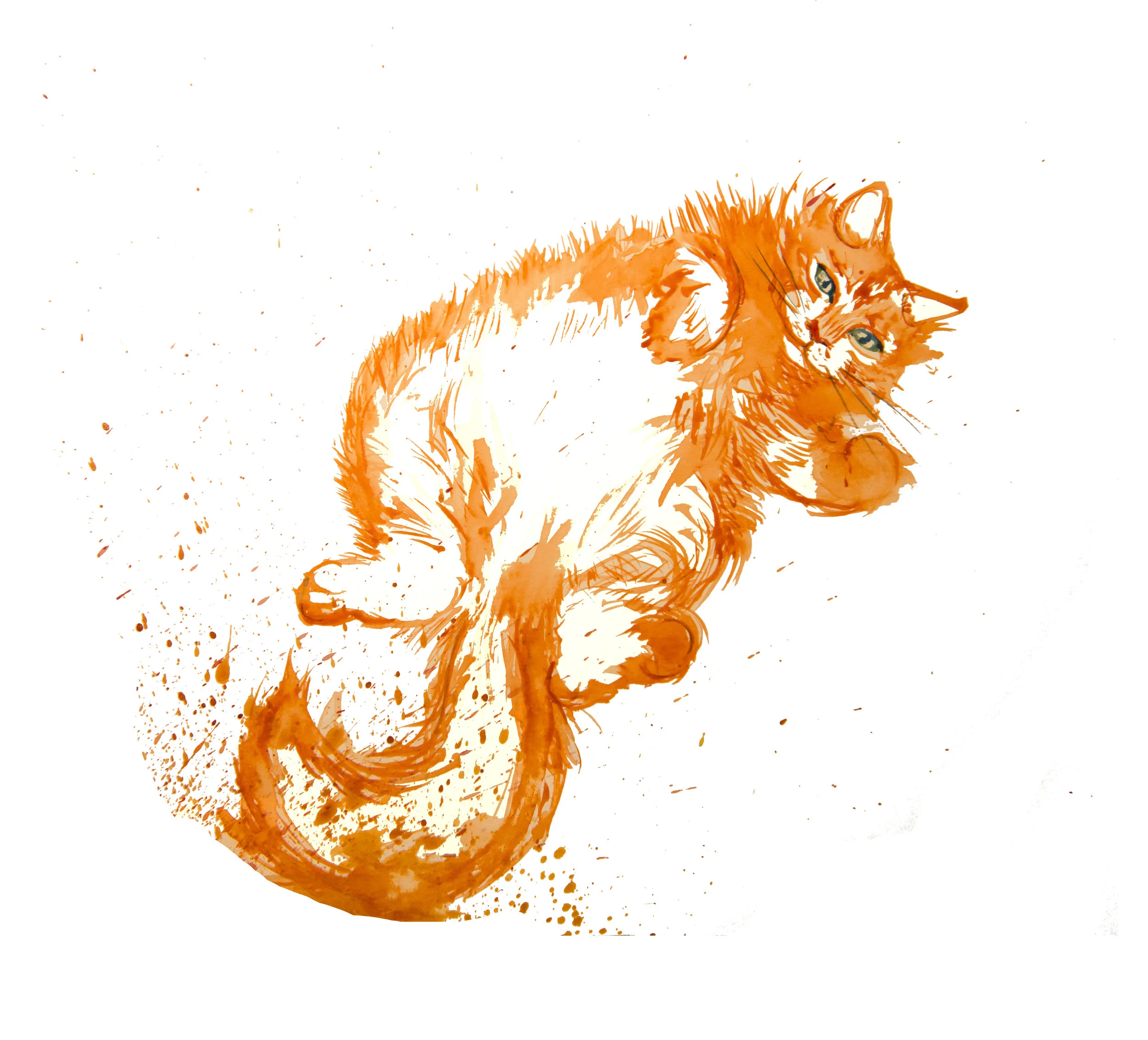 orangecat.jpg