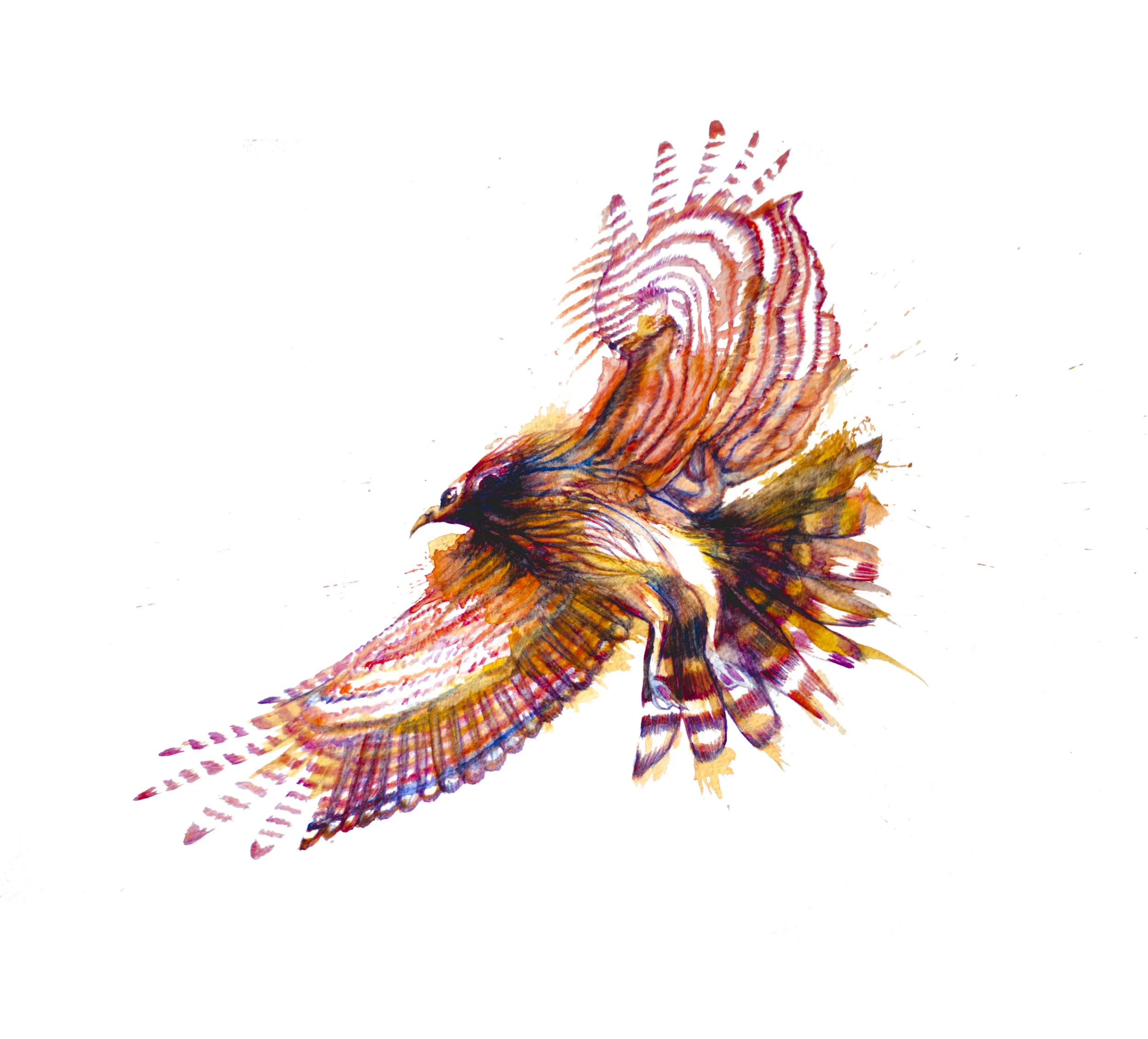 bright hawk.jpg