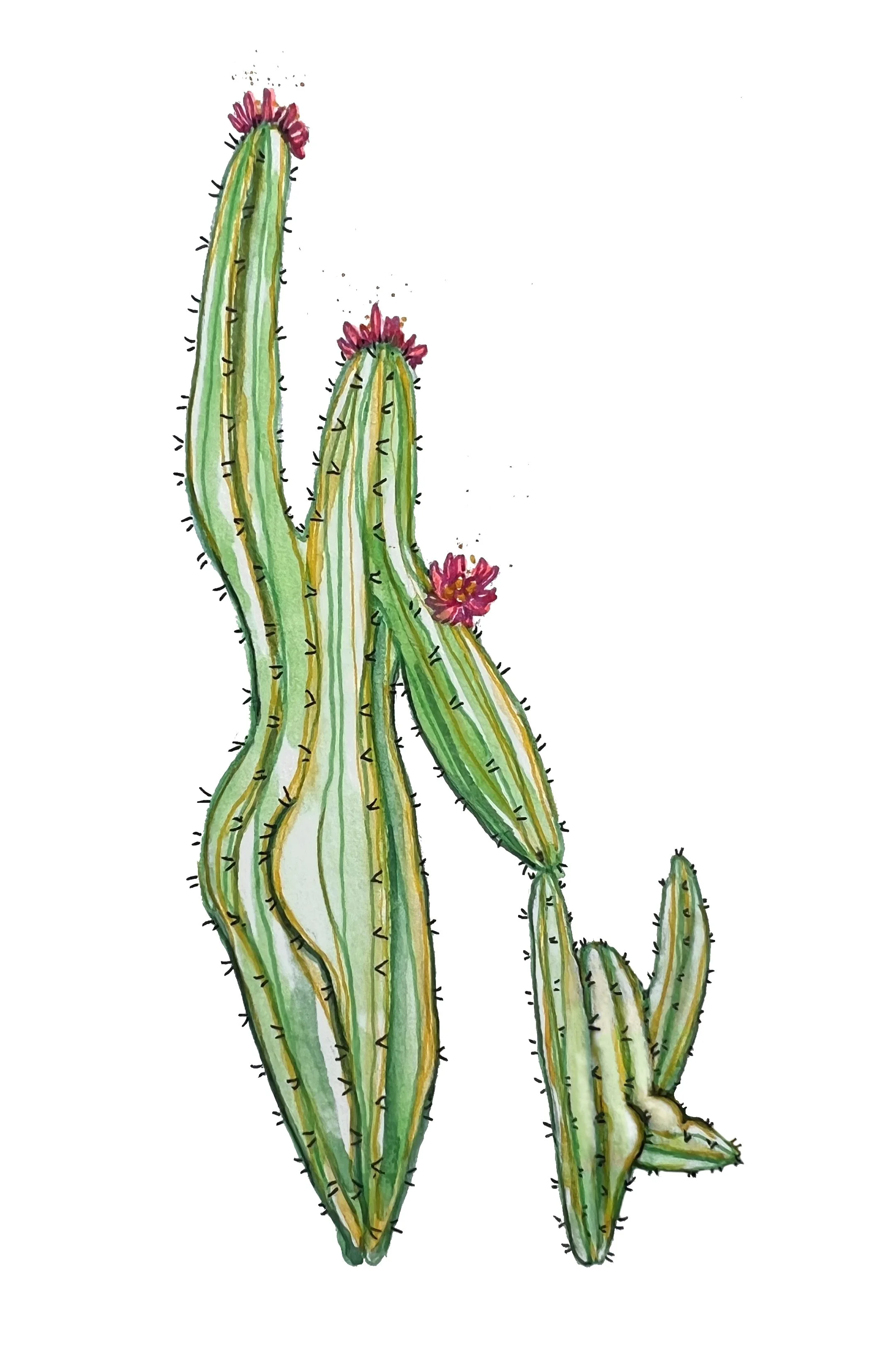 mama cactus.jpg