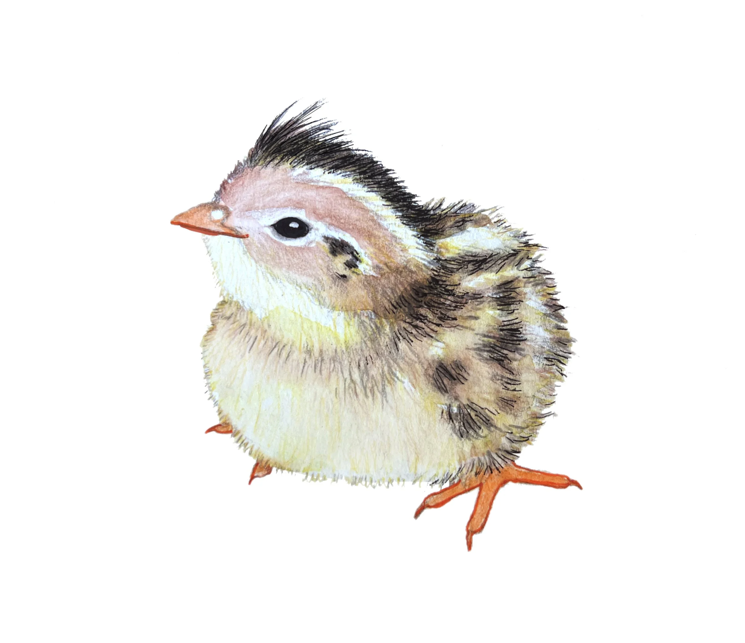 baby quail.jpg
