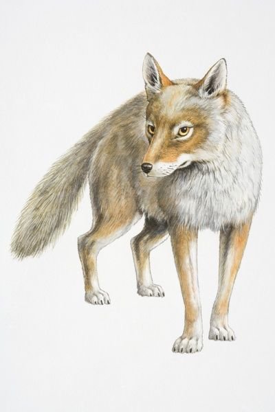 illustration-standing-coyote-canis-latrans-13559659.jpg