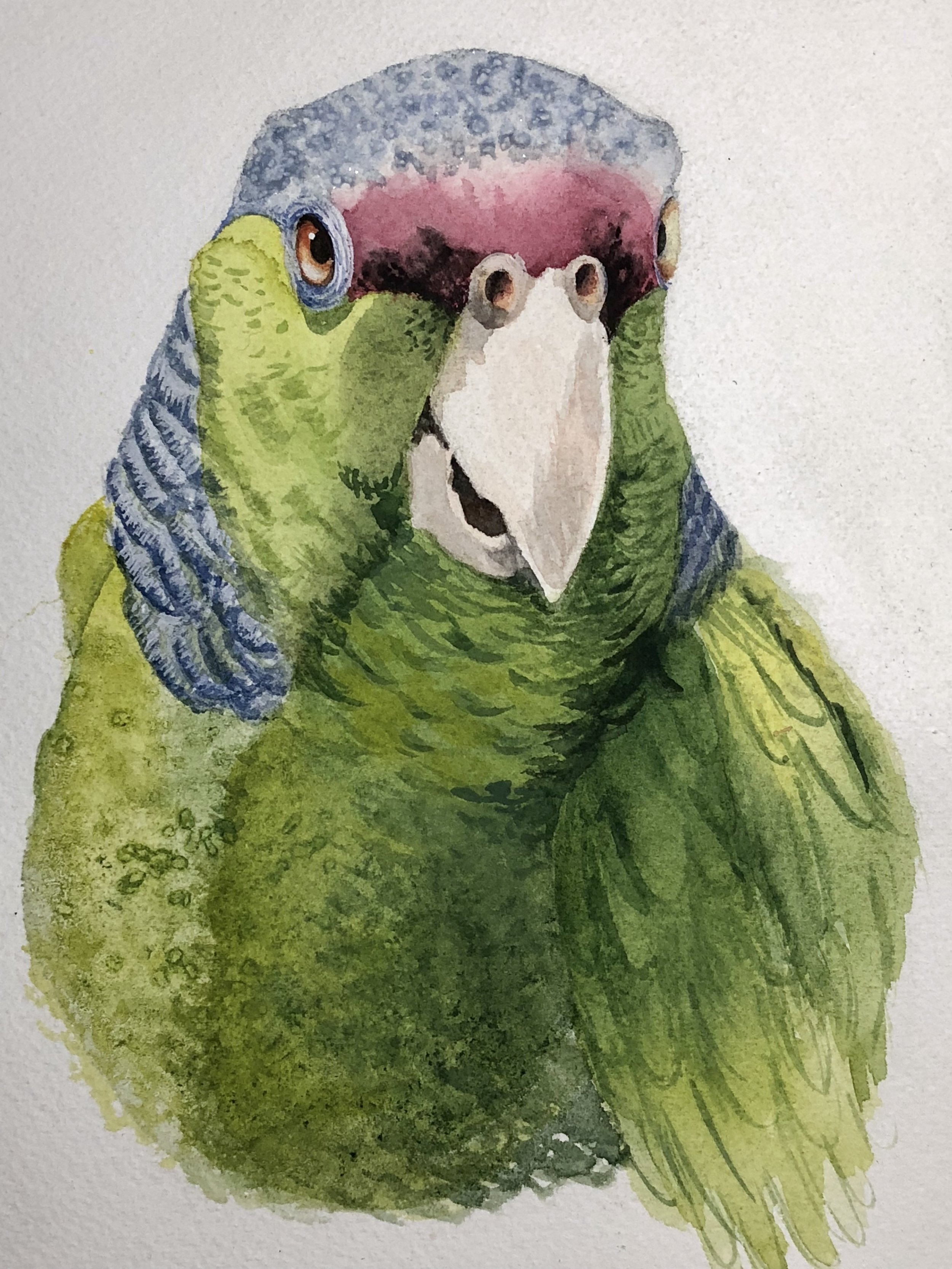 watercolor_parrot.jpg