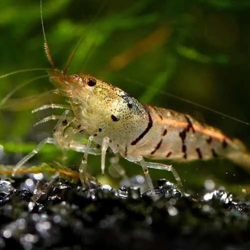 tiger-shrimp.jpg