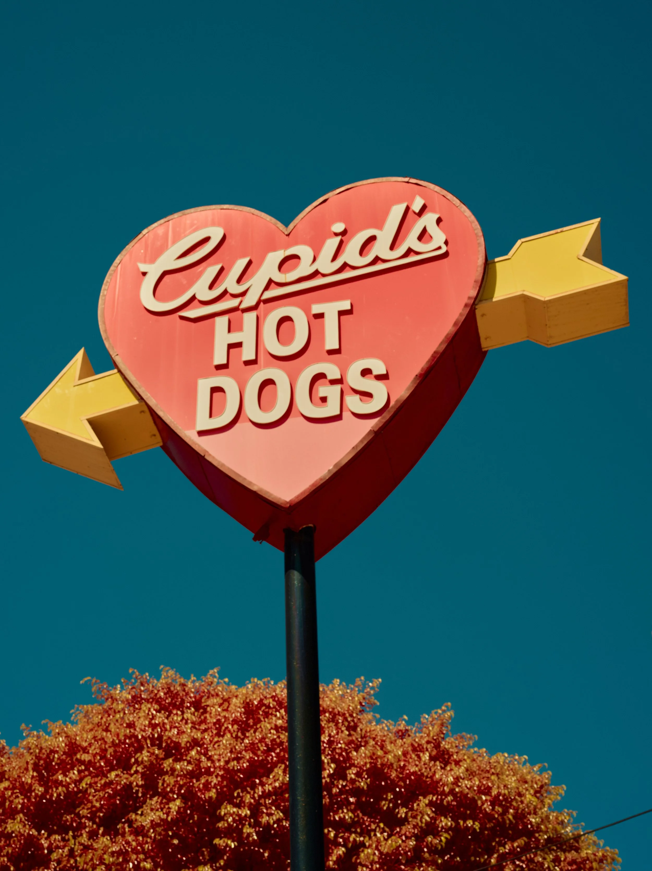 2024-08-23-©KevinAndrewLandes-Zoo-001-MSMD 1.jpg