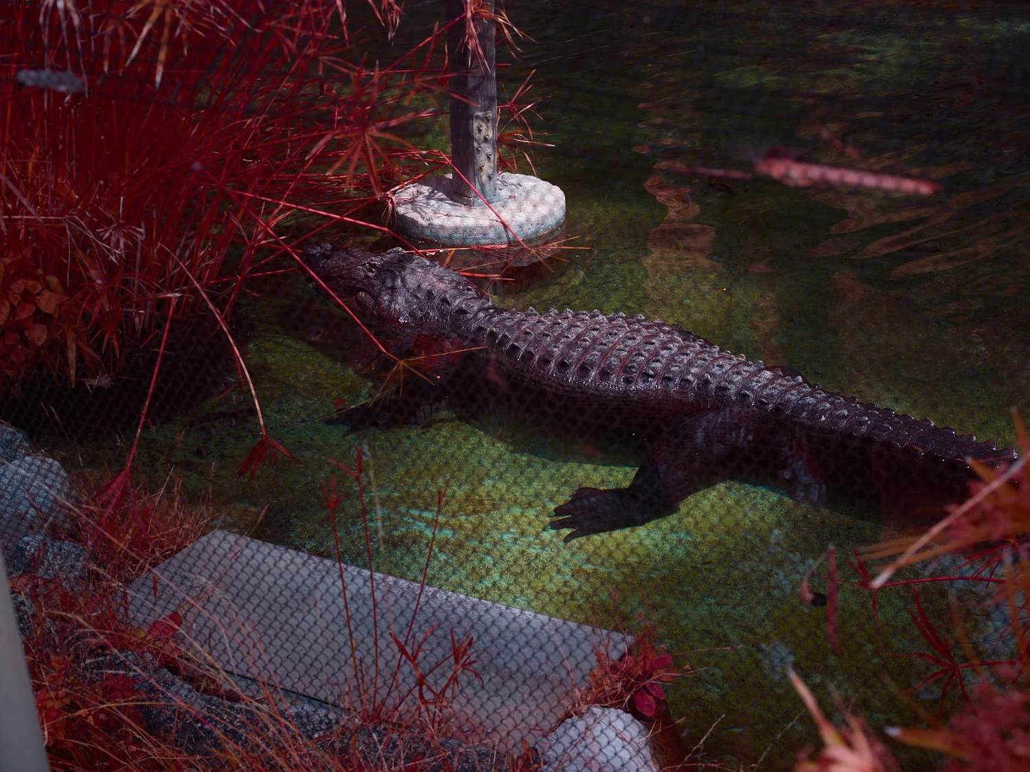 2024-08-23-©KevinAndrewLandes-Zoo-001-MSMD 6.jpg