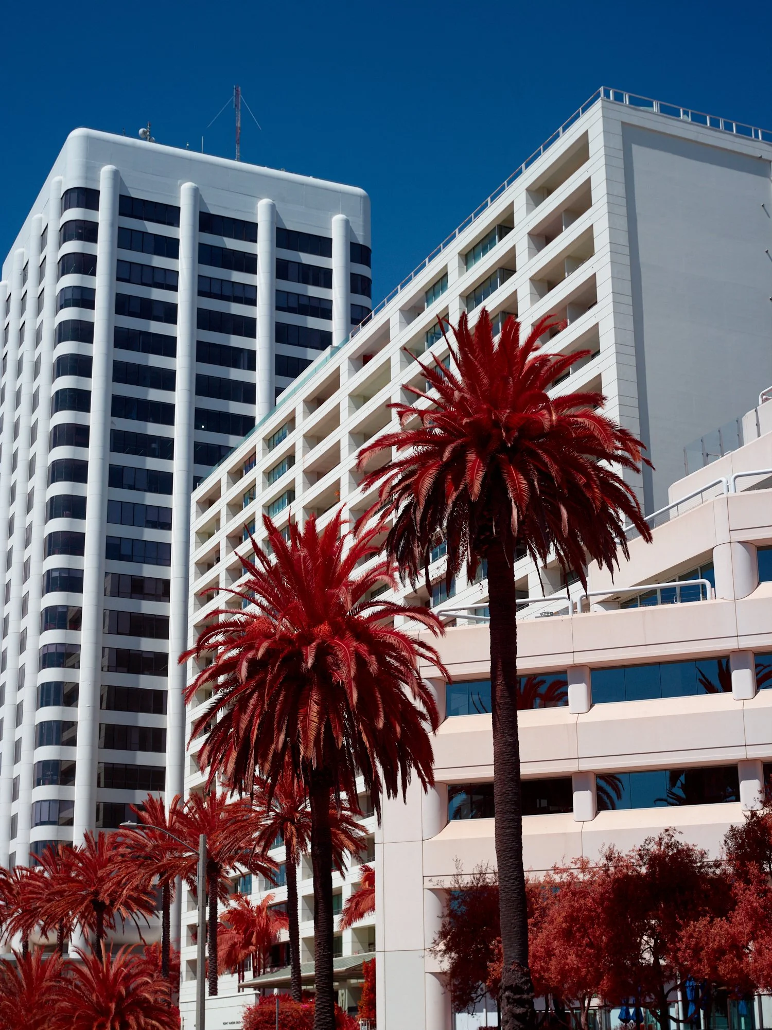 2024-08-23-©KevinAndrewLandes-Zoo-001-MSMD 10.jpg