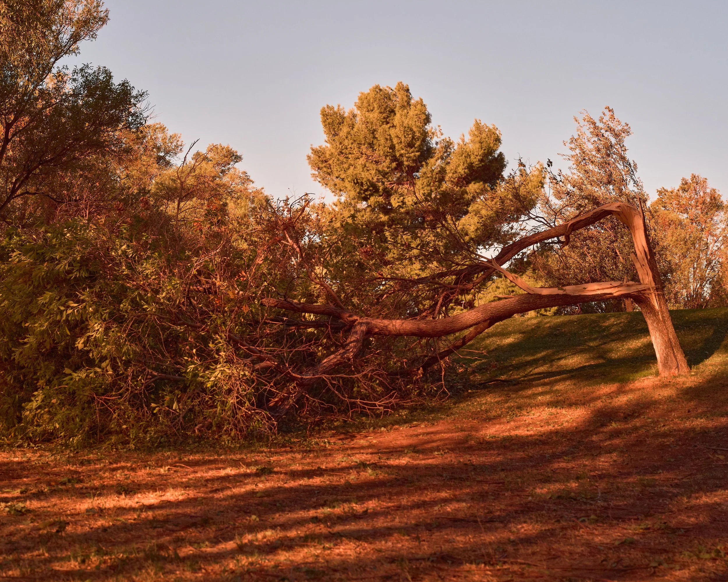 2024-08-23-©KevinAndrewLandes-Zoo-001-MSMD 3.jpg