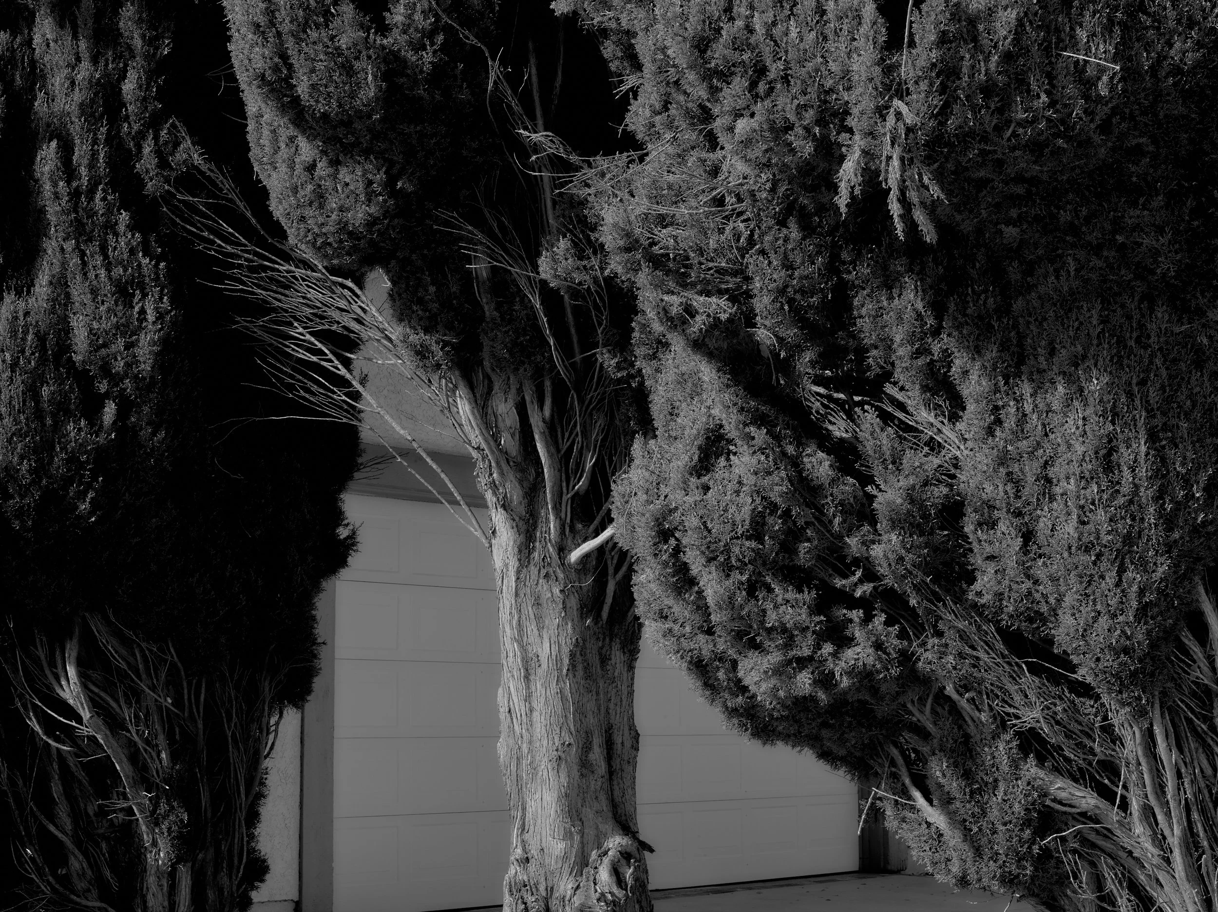 2024-08-23-©KevinAndrewLandes-Zoo-001-MSMD 38.jpg