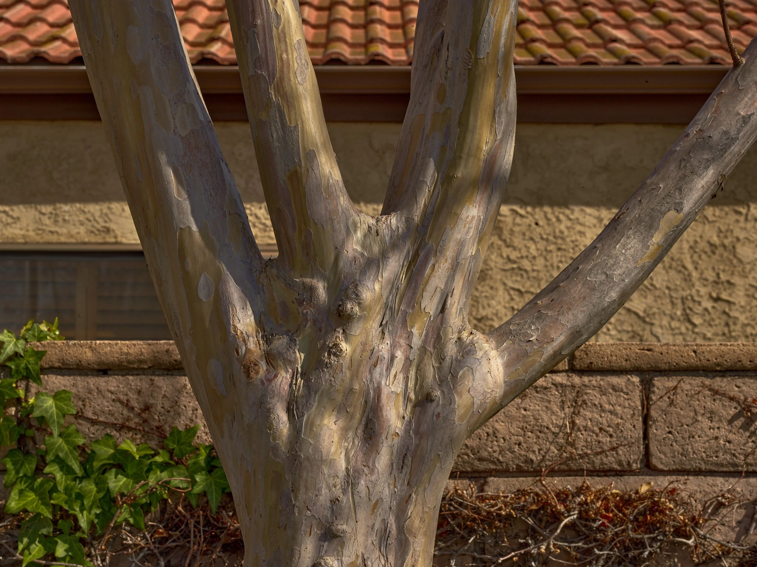 2024-08-23-©KevinAndrewLandes-Zoo-001-MSMD 37.jpg