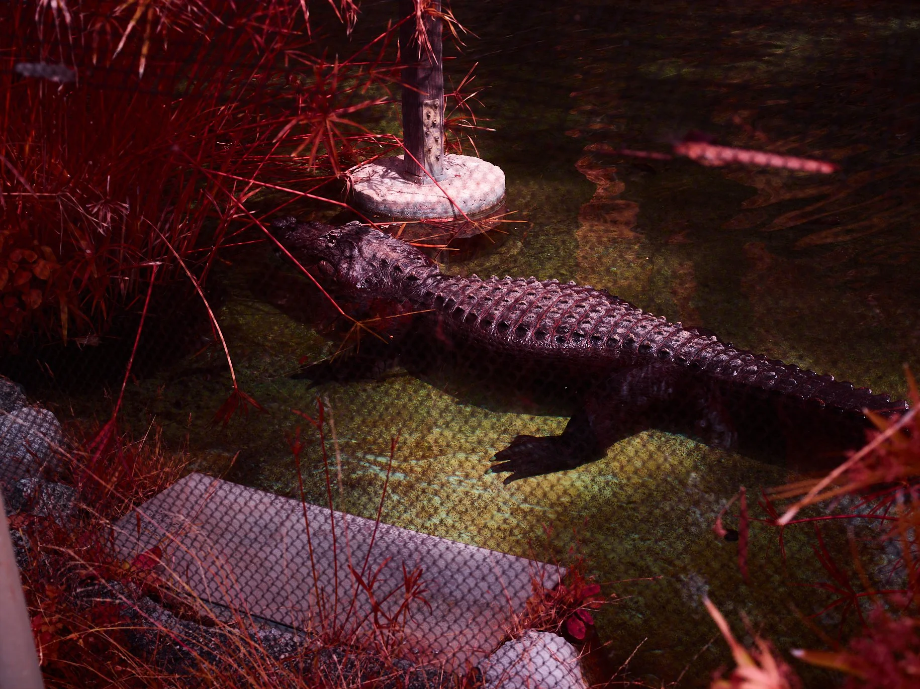 an alligator named reggie at the Los Angeles  Zoo floating in a pond. The science behind the photograph is a mixture of photometry(visible light) and spectroradiometry(radio frequencies). This blending of two sciences is possible within photography.