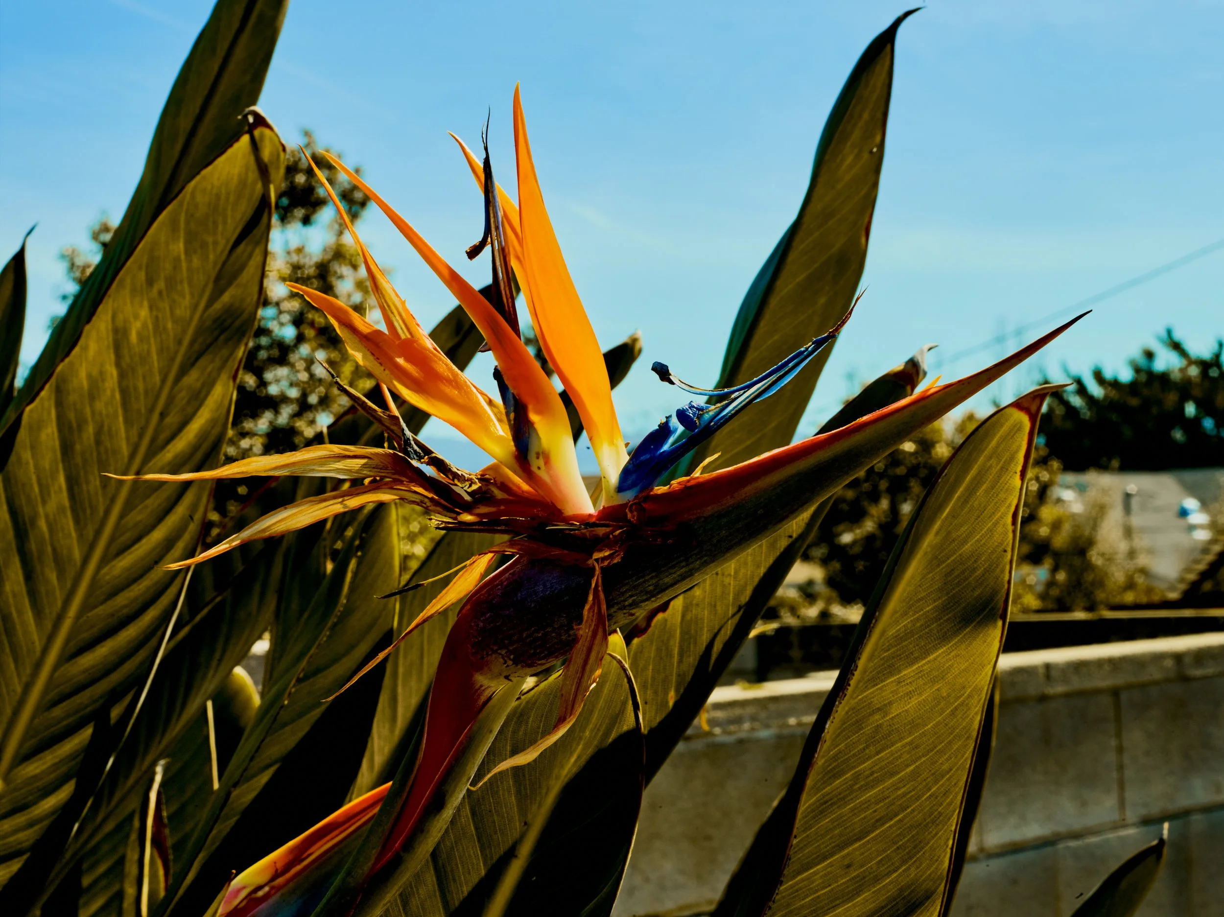 2024-08-23-©KevinAndrewLandes-Zoo-001-MSMD 36.jpg